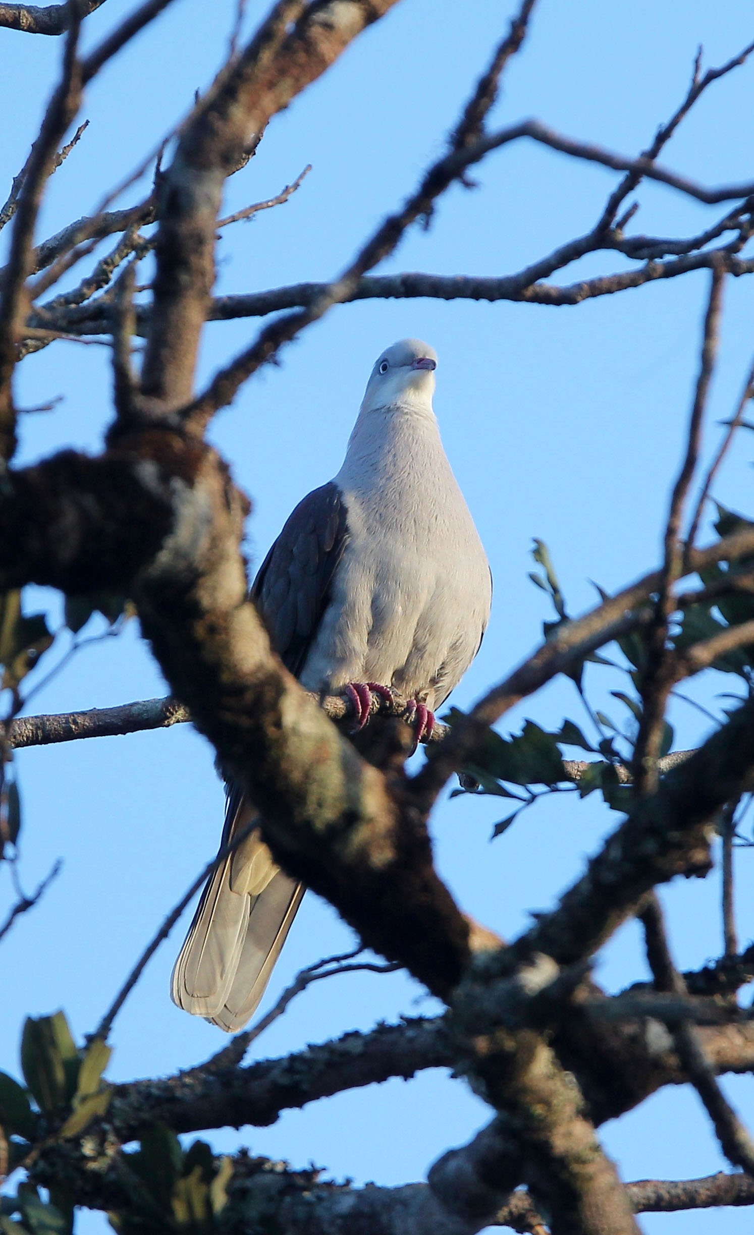 Mountain Imperial-Pigeon (Ducula badia) Kaeng Krachan Phanoen Thung (4).JPG