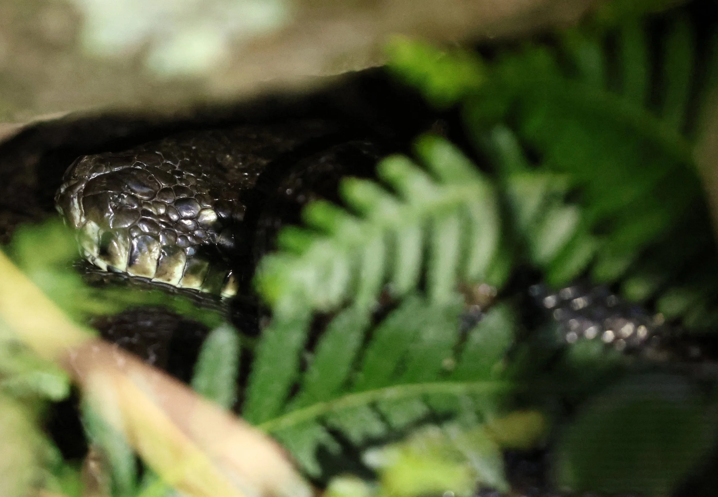 Coastal Carpet Python (Morelia spilota mcdowelli) Oreilly's at Lamington NP - Queensland (2).jpg