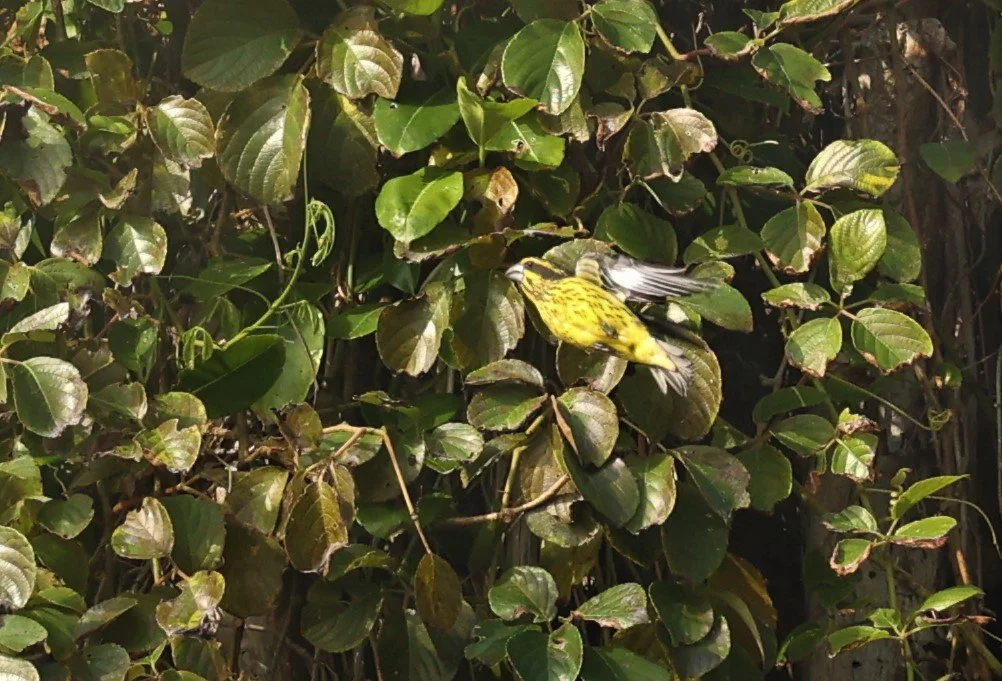 Spot-winged Grosbeak (Mycerobas melanozanthos) Fang Hotsprings Chiang Mai Thailand (40).jpg