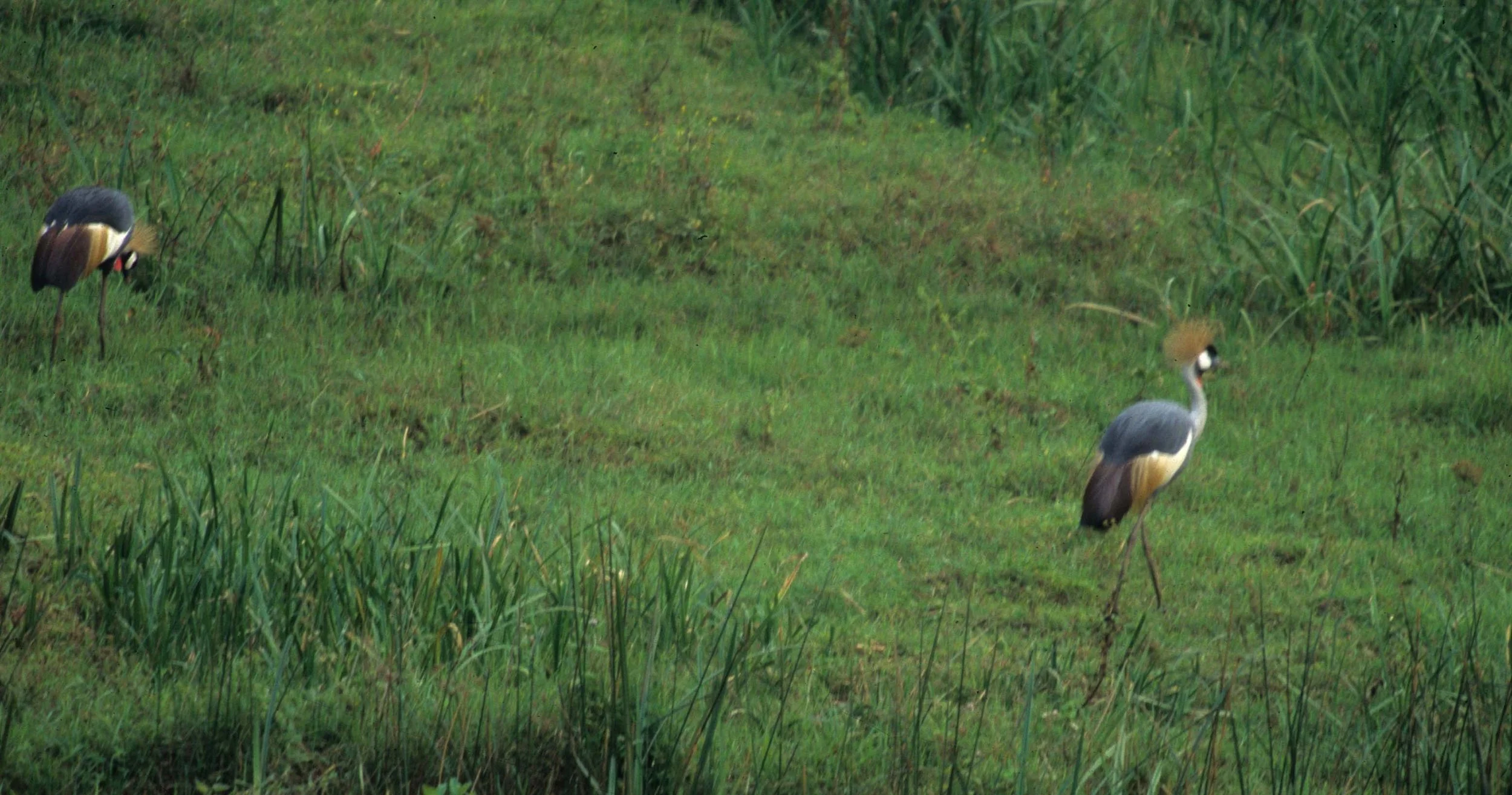 BIRDS - CRANE - CROWNED - EASTERN - UGANDA A.jpg