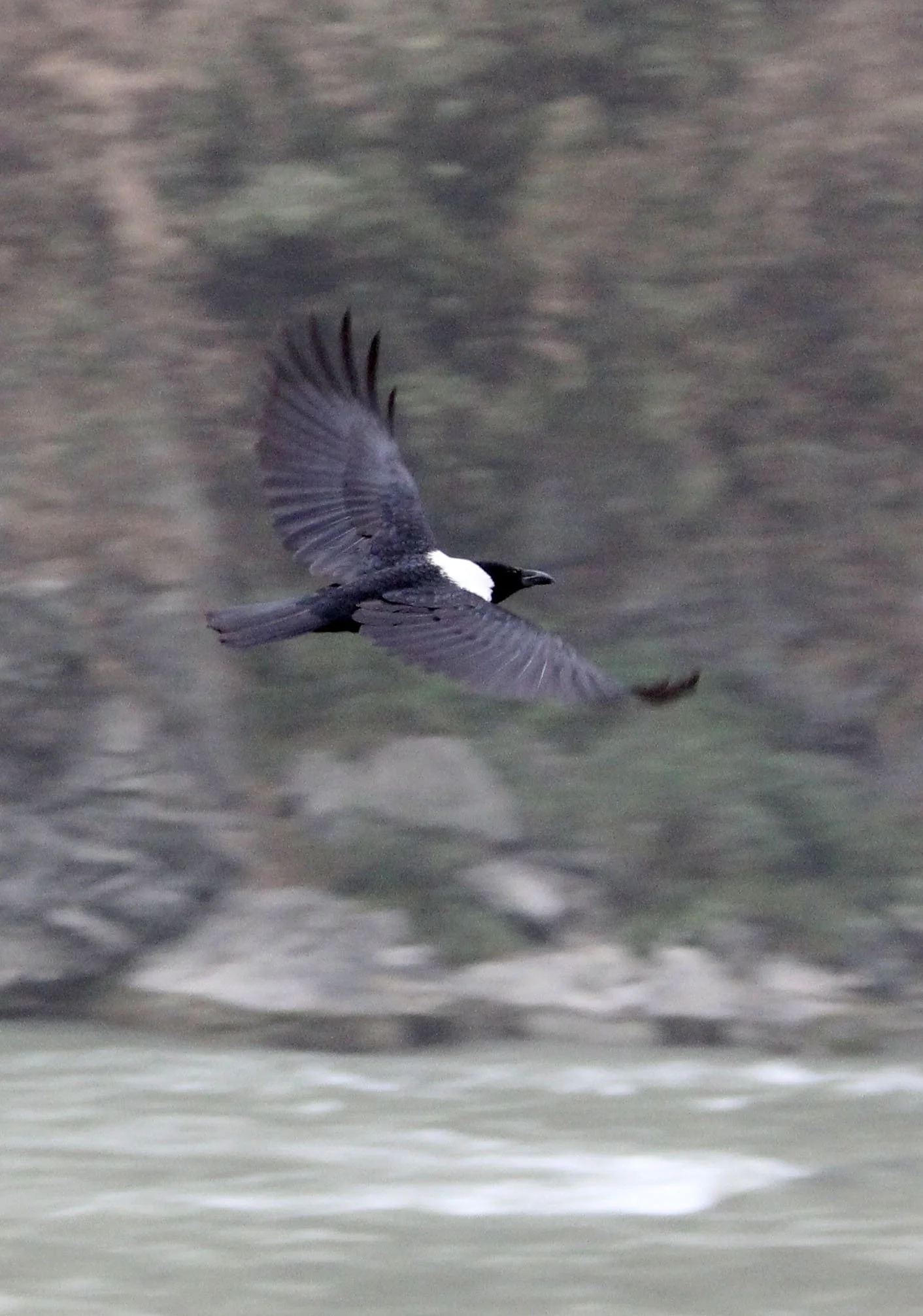 Genus Corvus Misc Crows — Coke Smith Wildlife