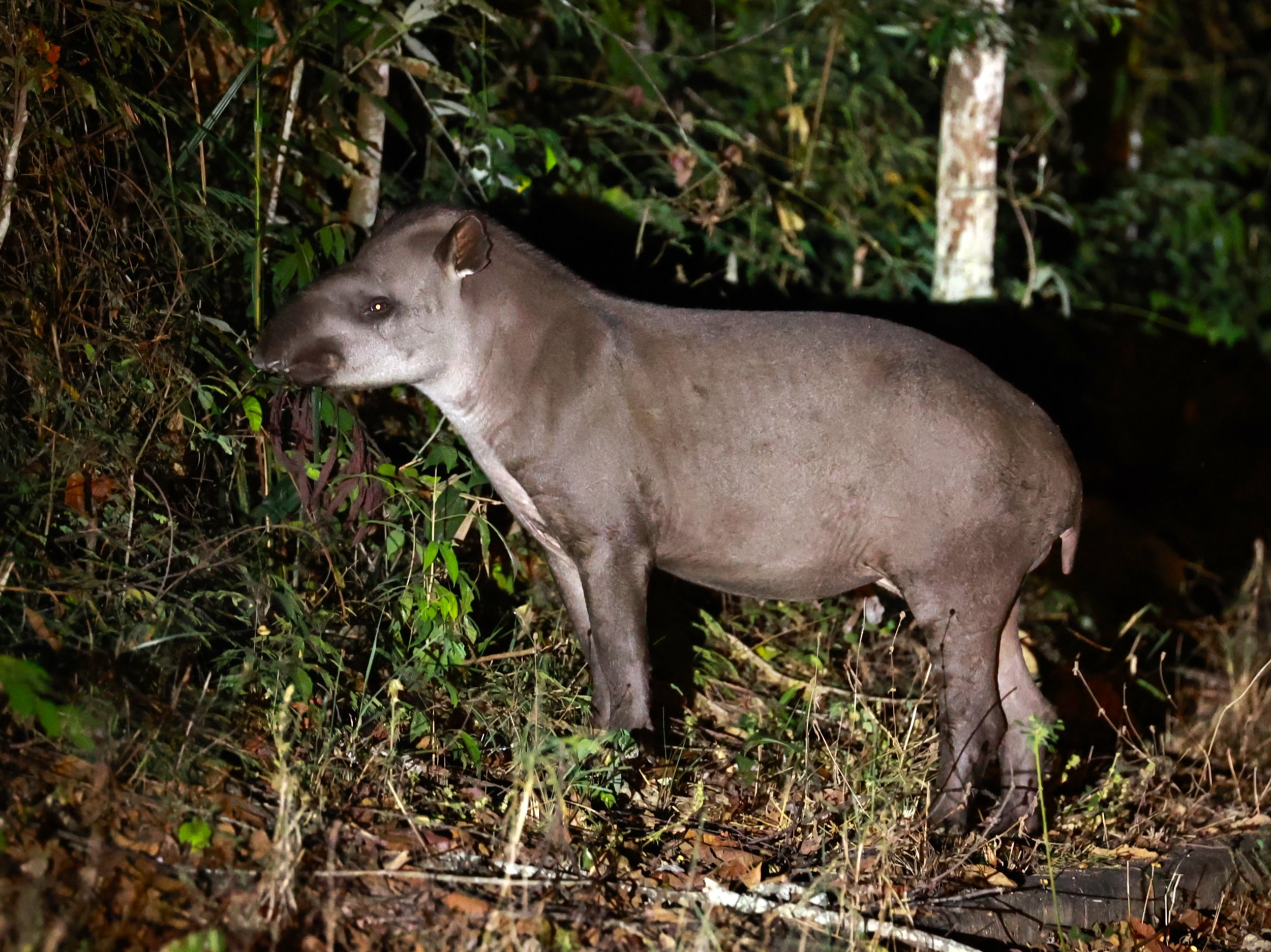 Tapirus terrestris - Brazilian or South American Tapir - Rio Doce State Park, Minas Gerais, Brazil (15).JPG
