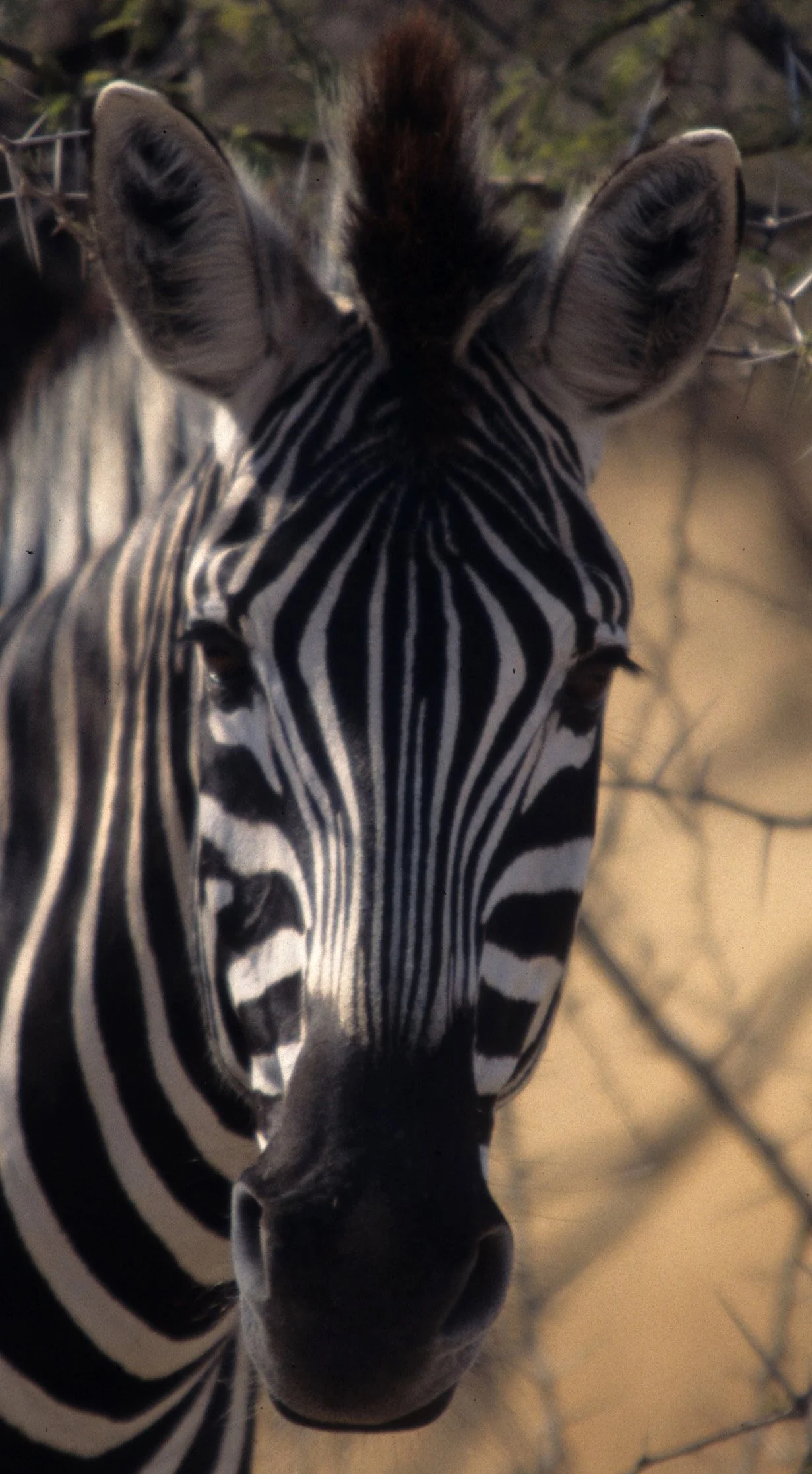 EQUIN - ZEBRA - BURCHELLS - KRUGER (10).jpg