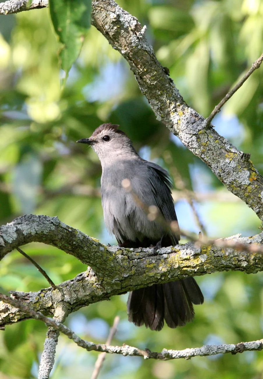 BIRD - GRAY CATBIRD - MCKEE MARSH ILLINOIS (3).JPG