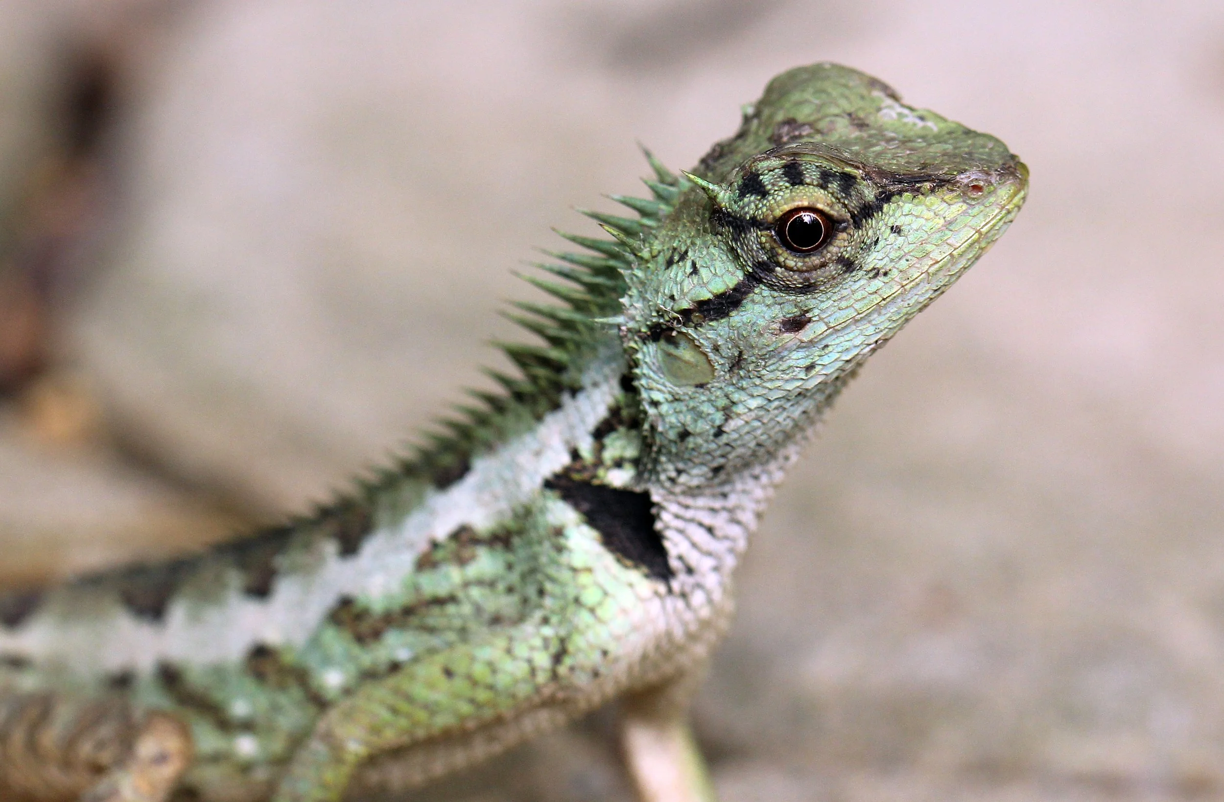 Calotes emma - EMMA GRAY'S FOREST LIZARD - KOH LANTA THAILAND (109).JPG