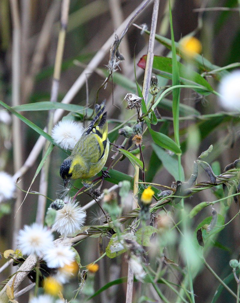 Eurasian Siskin (Spinus spinus) Nankou Rudong, China (12).JPG