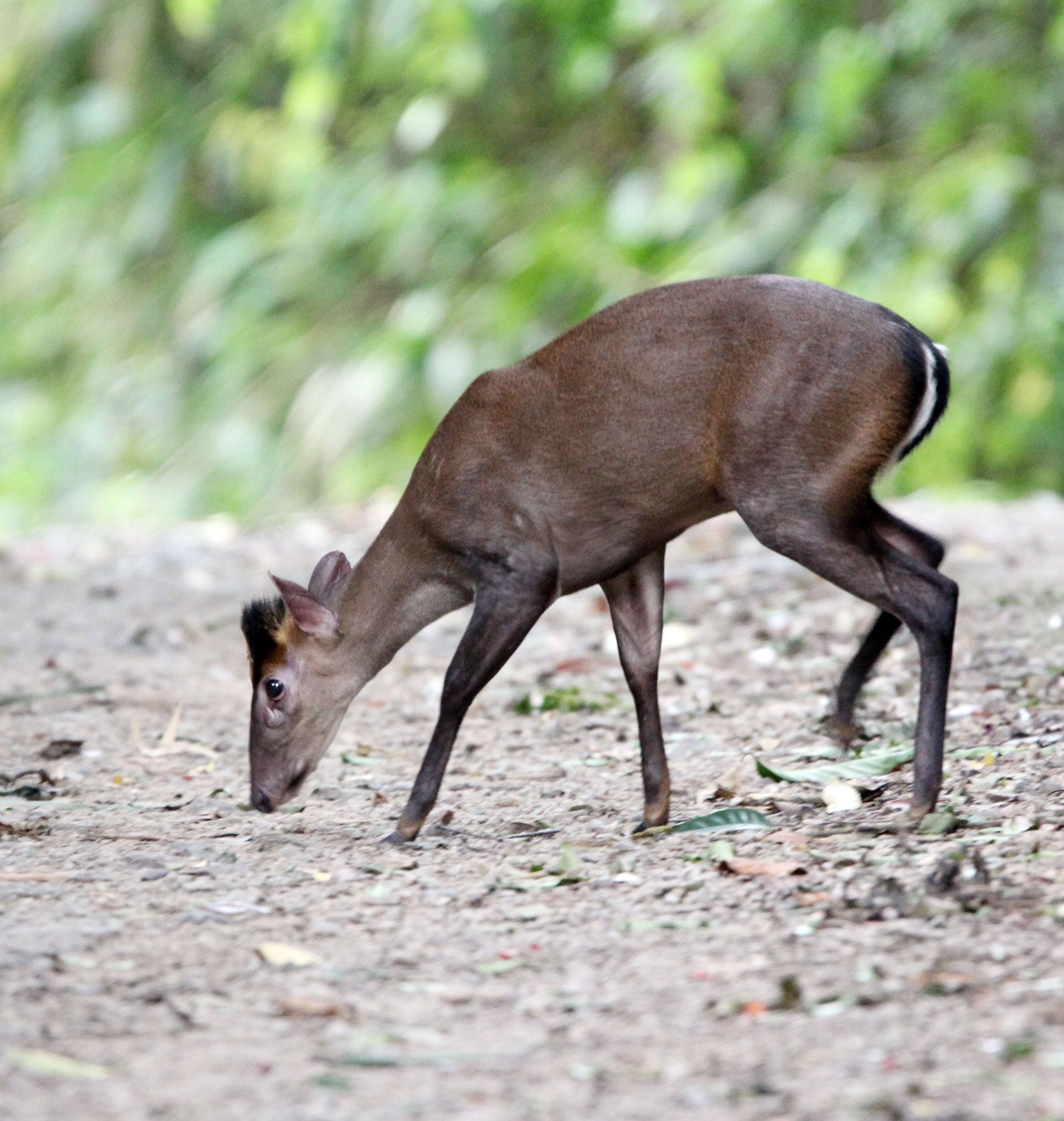 Muntiacus feae - FEA'S MUNTJAC - KAENG KRACHAN NP THAILAND (6).JPG
