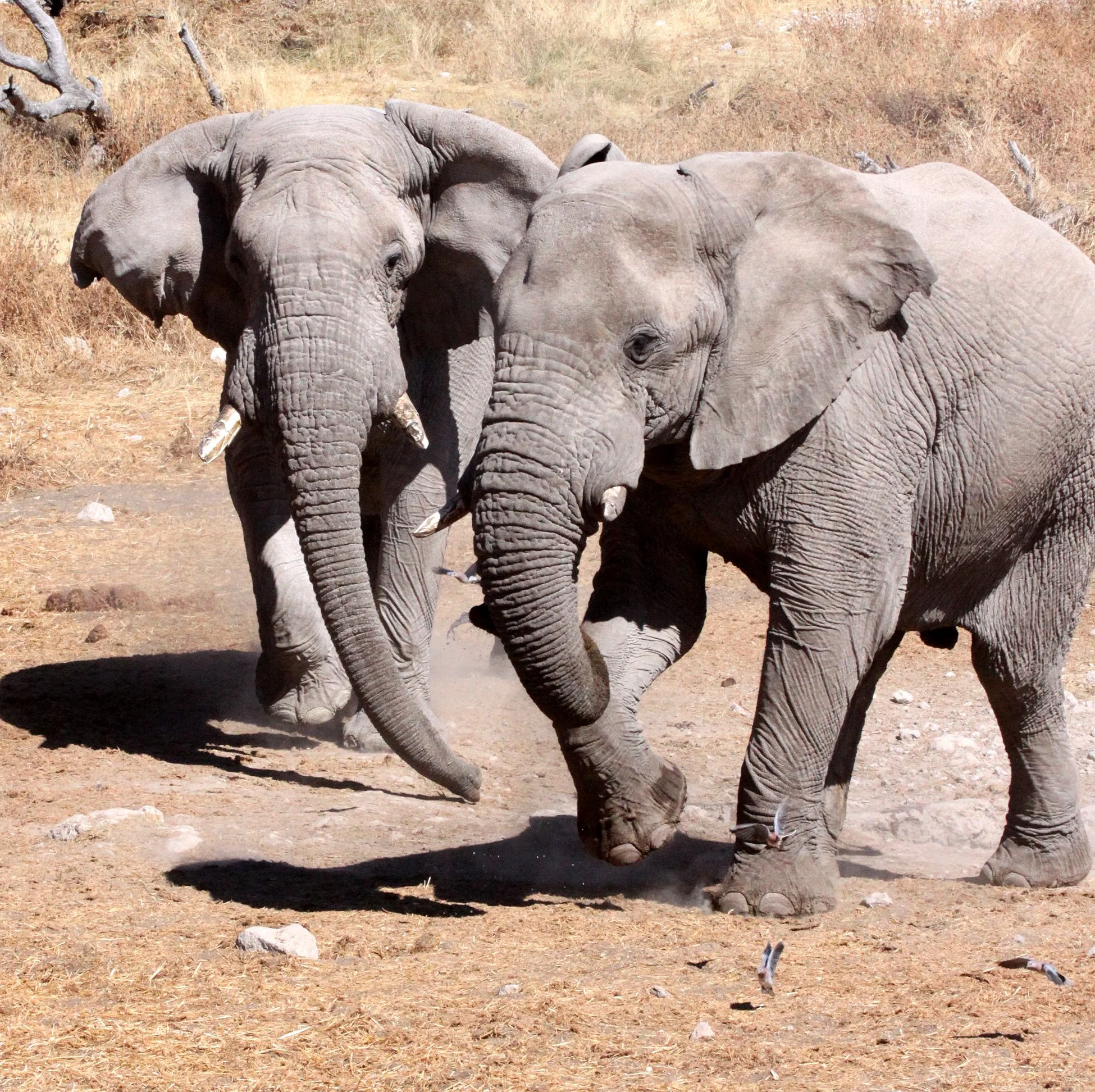 ELEPHANT - AFRICAN ELEPHANT - ETOSHA NATIONAL PARK NAMIBIA (121).JPG