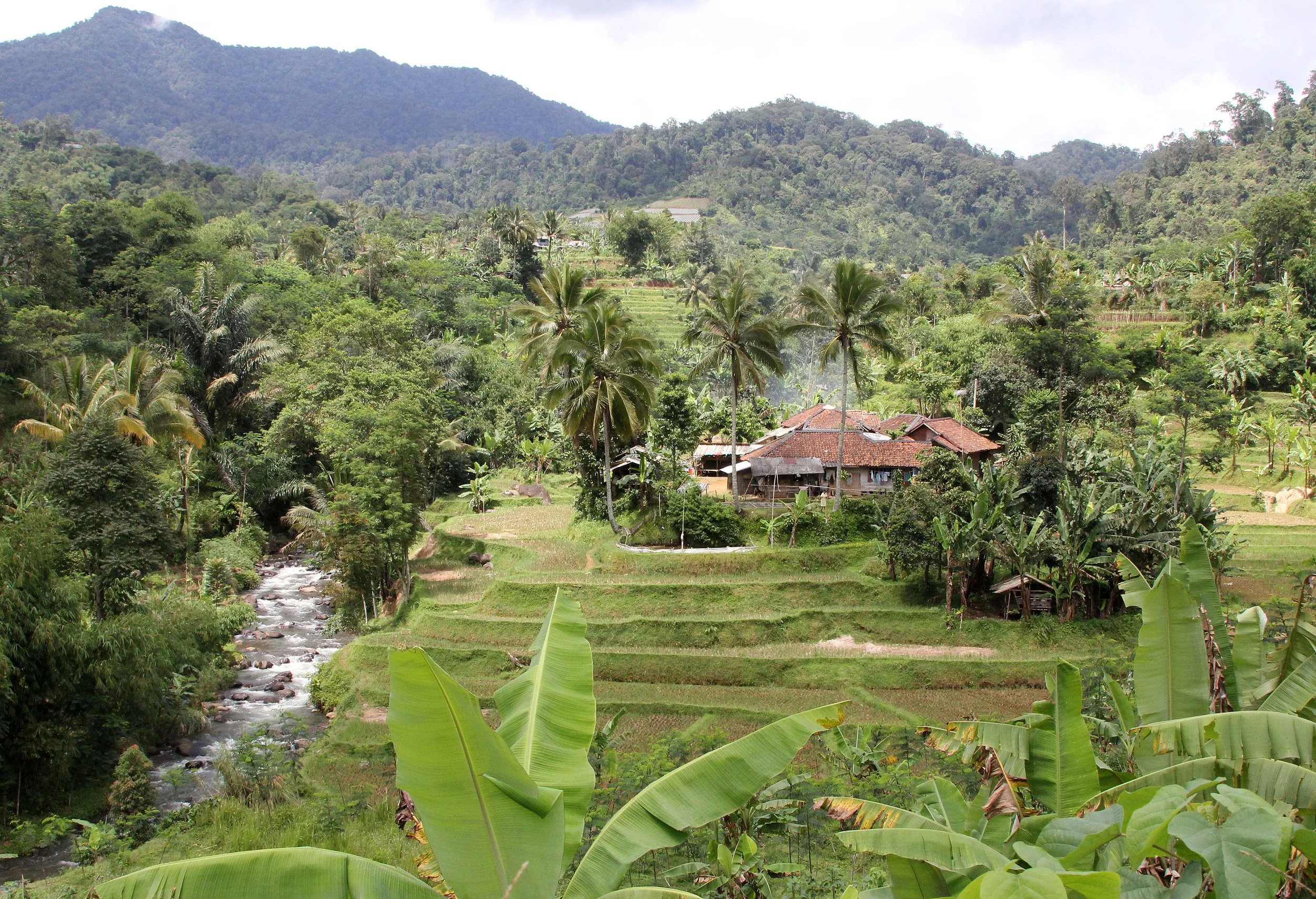 HALIMUN NATIONAL PARK - JAVA BARAT INDONESIA (5).JPG