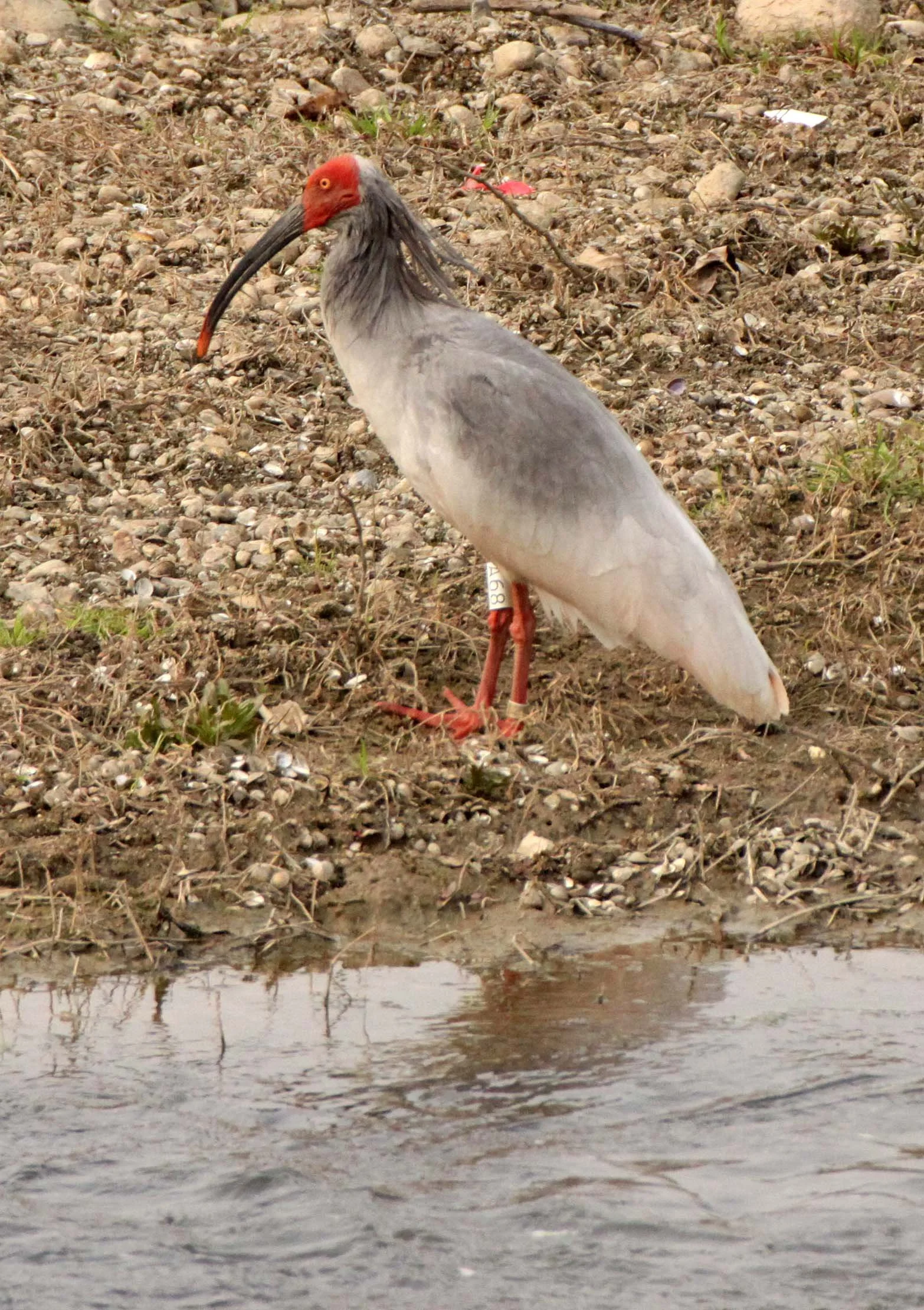 IBIS - CRESTED IBIS - Nipponia nippon - YANG COUNTY SHAANXI PROVINCE CHINA (41).JPG