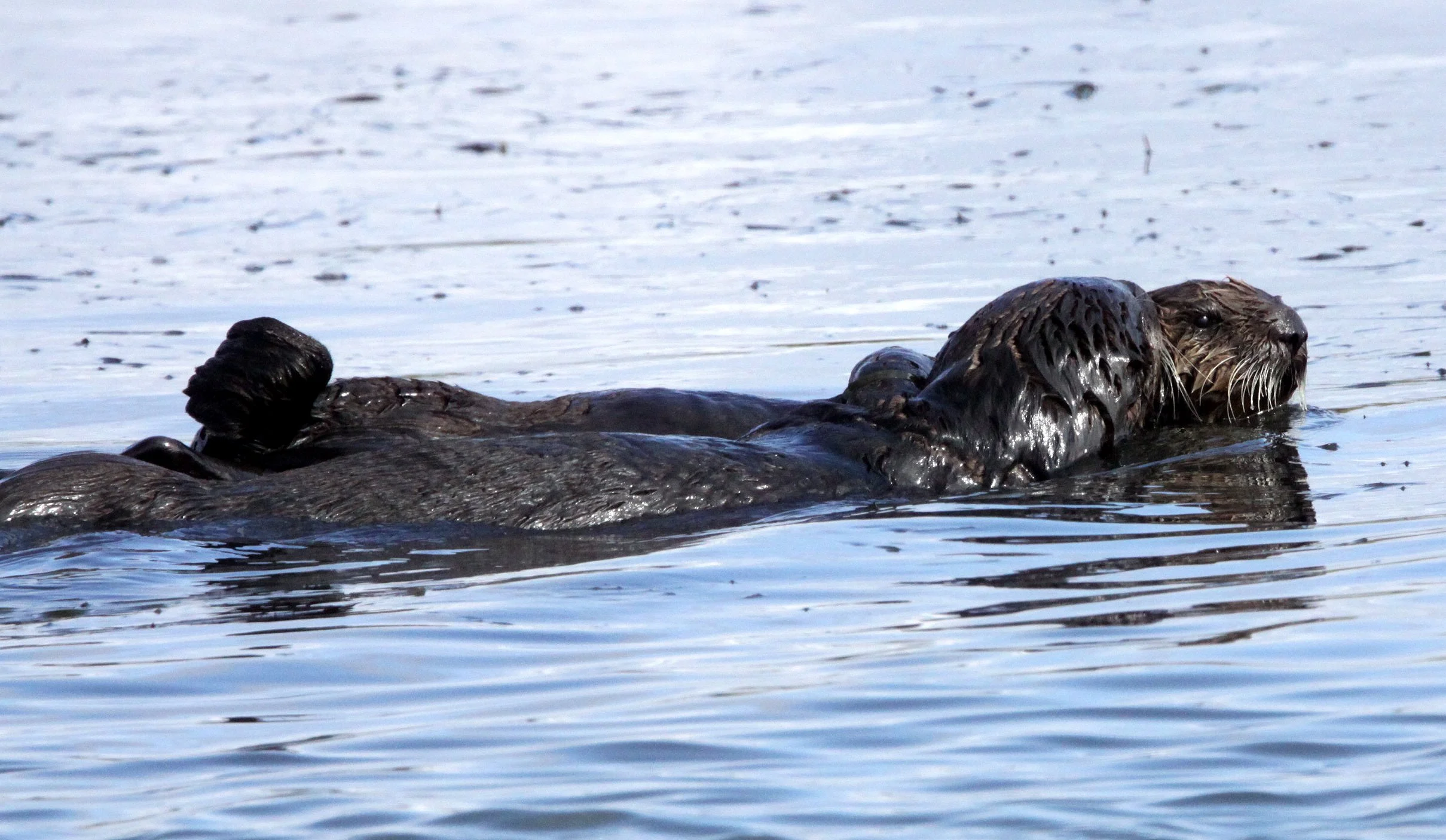 Enhydra lutris nereis - CALIFORNIA SEA OTTER - ELKHORN SLOUGH  WILDLIFE REFUGE CALIFORNIA (12).JPG