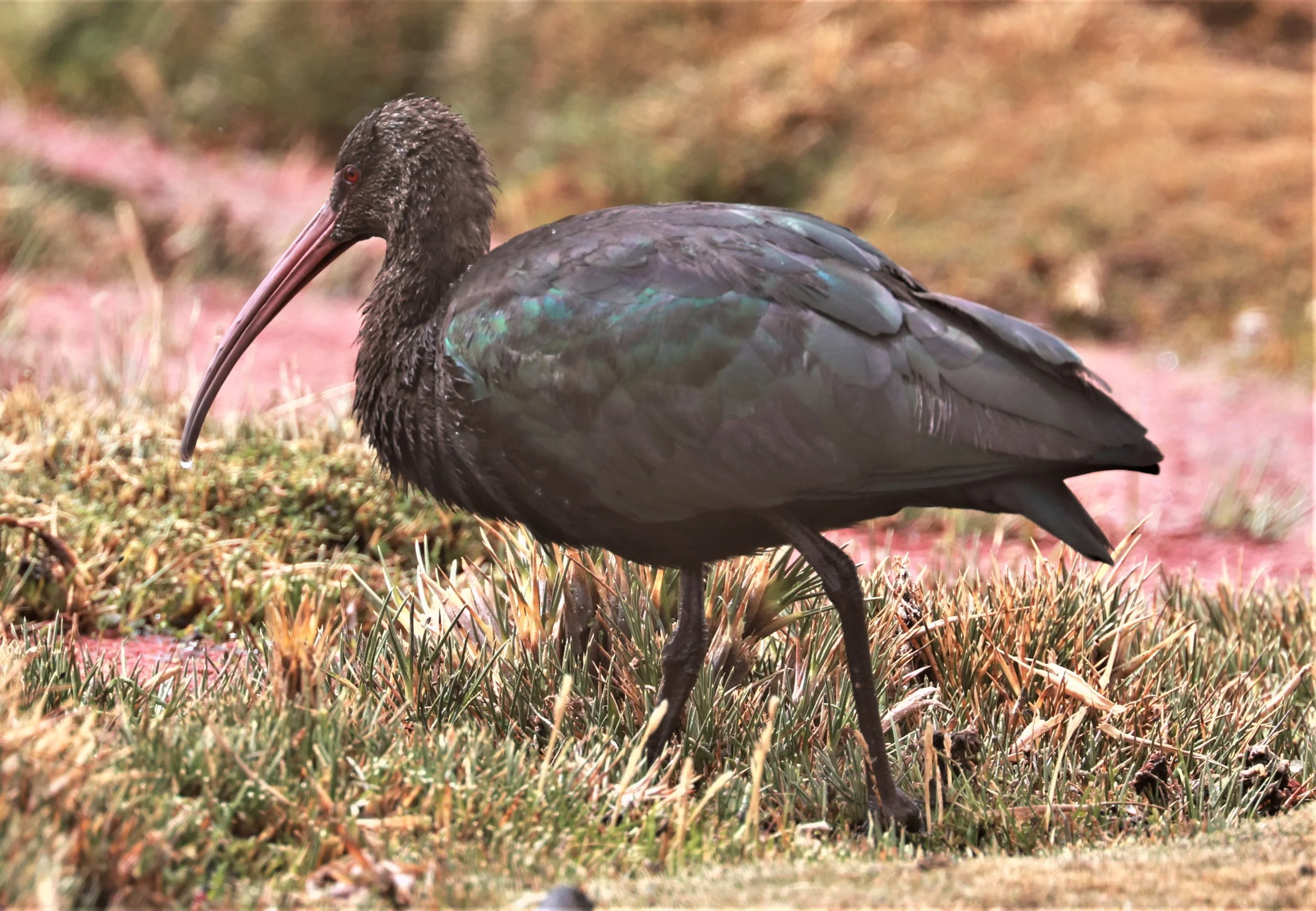 Ibis - Puna Ibis - Plegadis ridgwayi - Lauca National Park, Chile (20).jpg