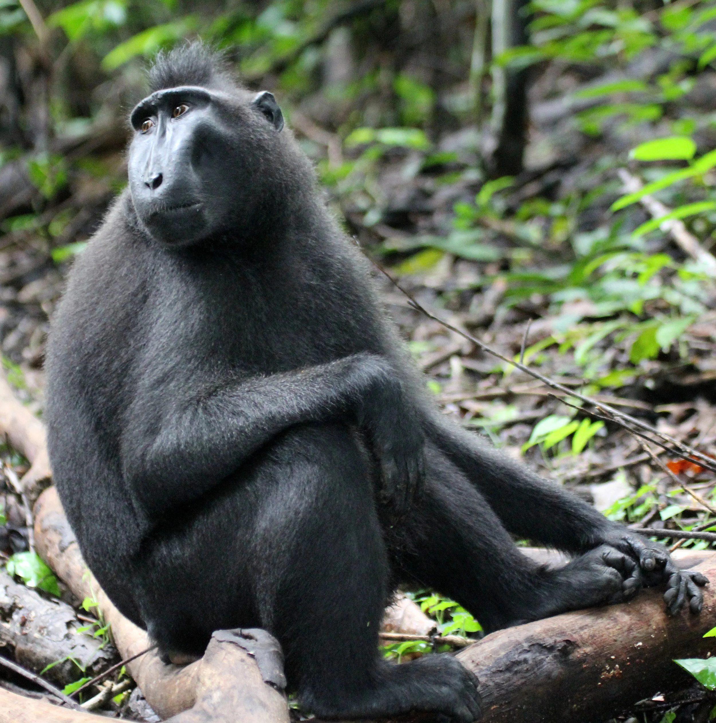 CERCOPITHECIDAE - Macaca nigra - SULAWESI BLACK-CRESTED MACAQUE - RAMBO 2 GROUP - TANGKOKO NATIONAL PARK SULAWESI INDONESIA (207).JPG
