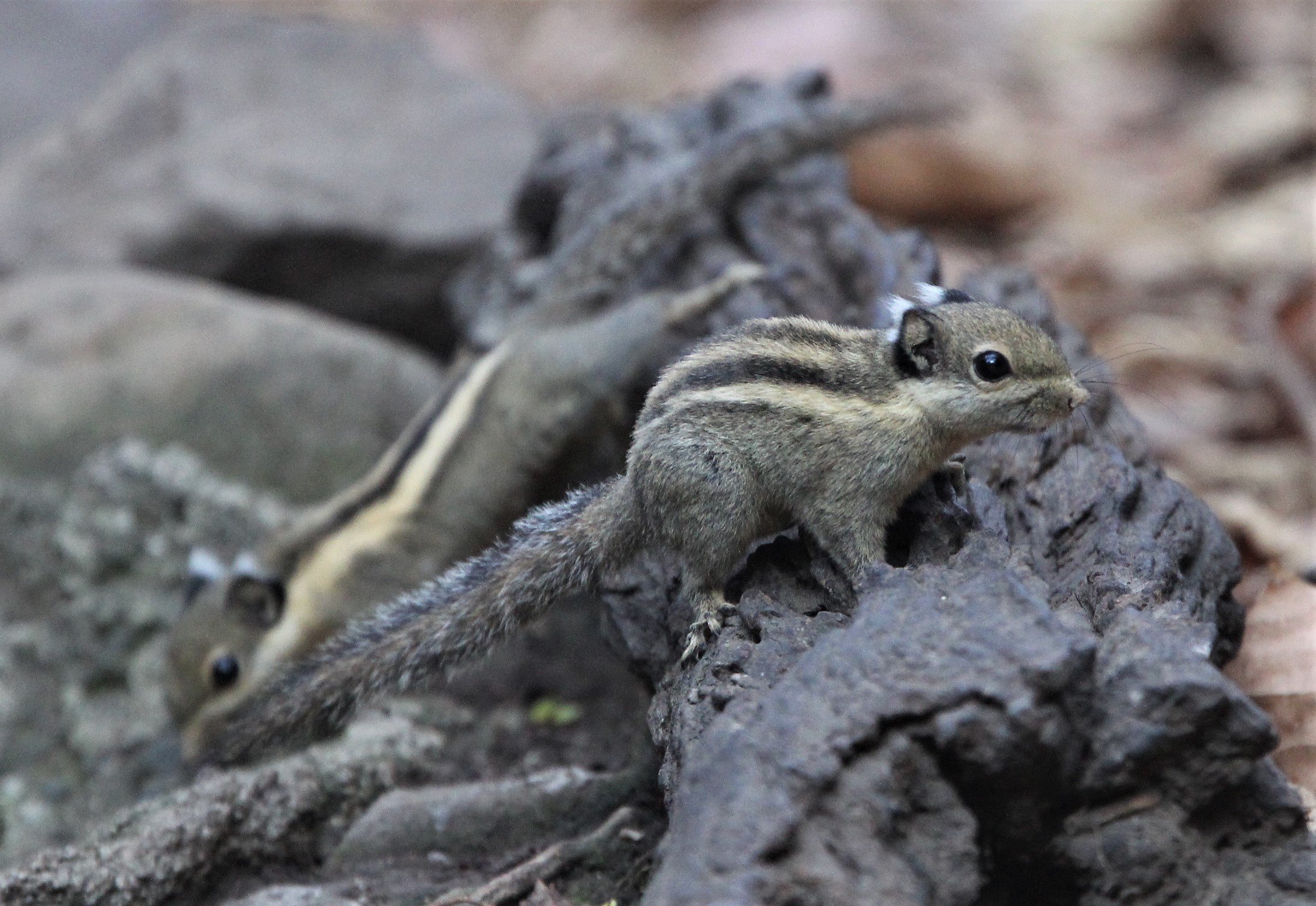 Tamiops mcclellandii - WESTERN STIPED SQUIRREL - LUNG SIN HIDE, KAENG KRACHAN (4).jpg