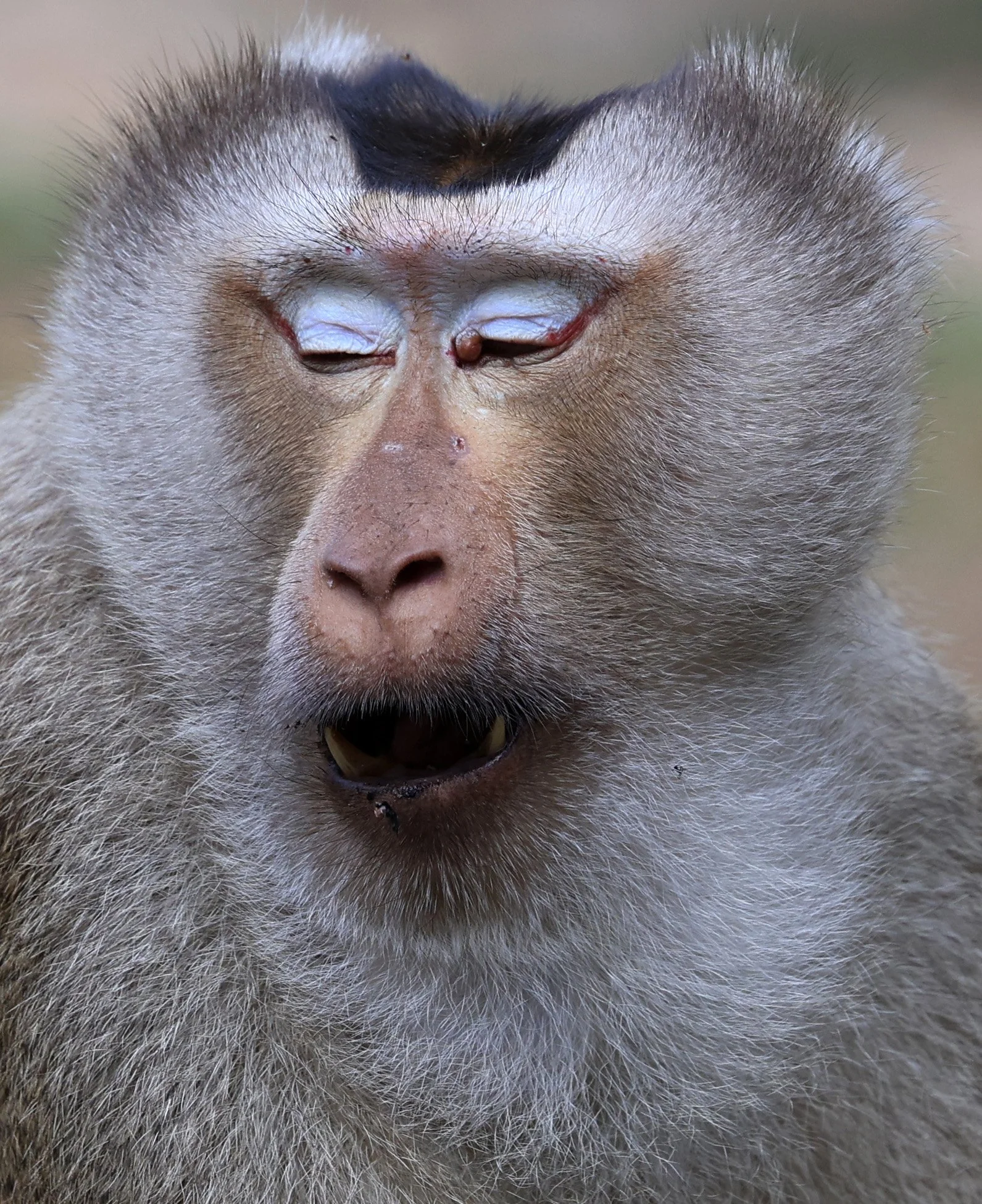 Northern Pig-tailed Macaque (Macaca leonina) Khao Yai National Park Feb 2026 Day 3 (60).jpg