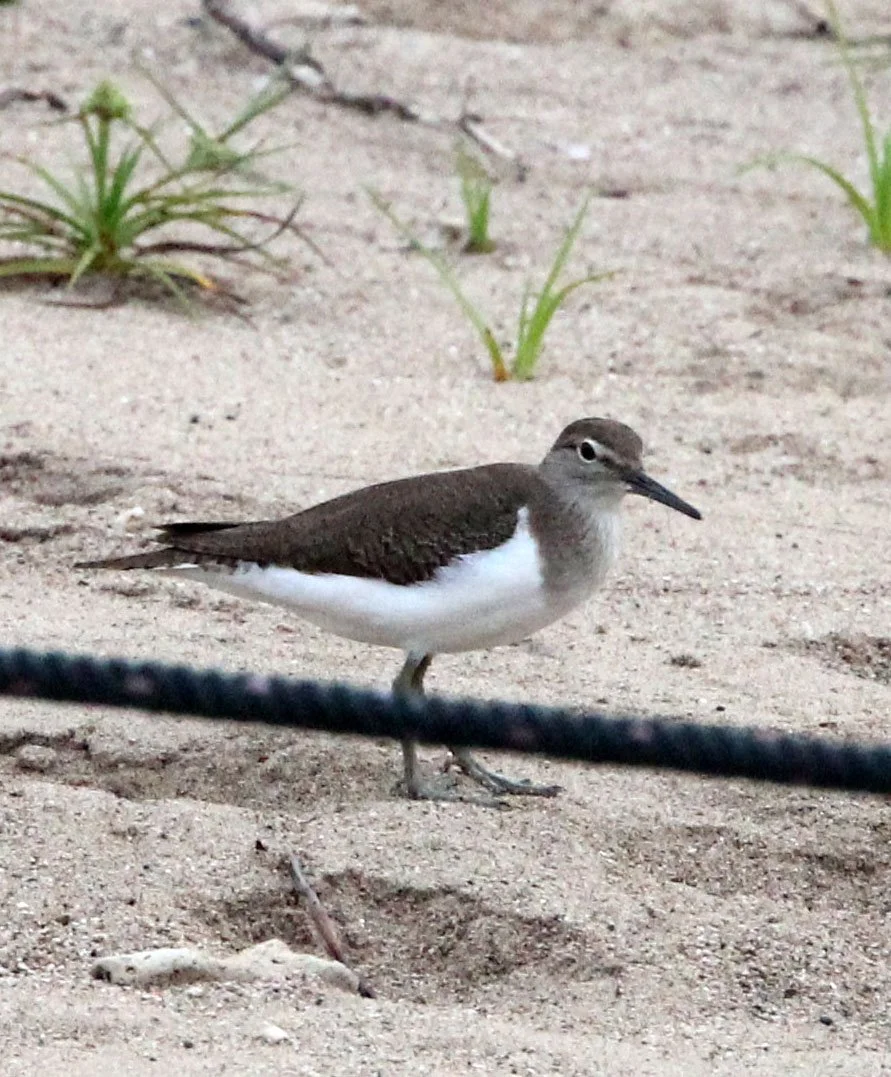 BIRD - SANDPIPER - COMMON SANDPIPER - TANGKOKO NATIONAL PARK SULAWESI INDONESIA (2).JPG