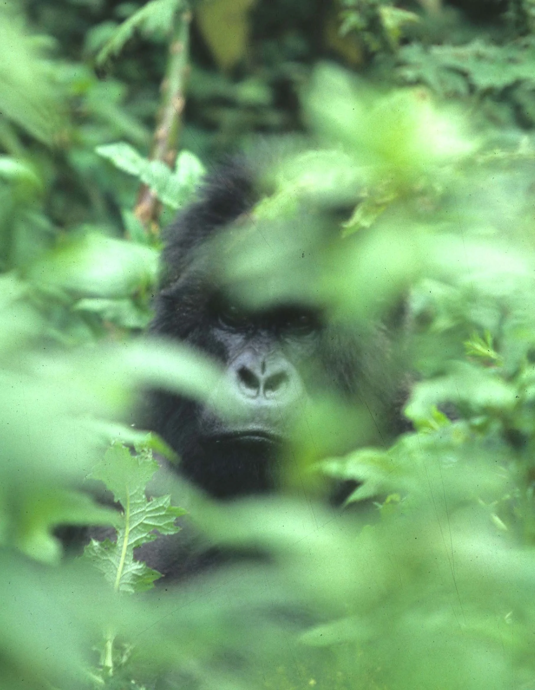 PRIMATE - GORILLA-RWANDA PARC DU VULCANS (30).jpg