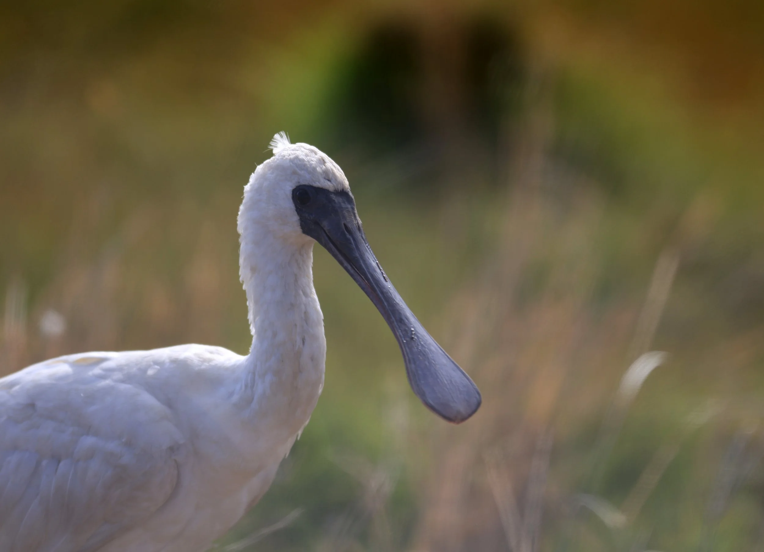 Black-faced Spoonbill (Platalea minor) Izumi Crane Center and Fields Izumi Kagoshima Japan (67).jpg