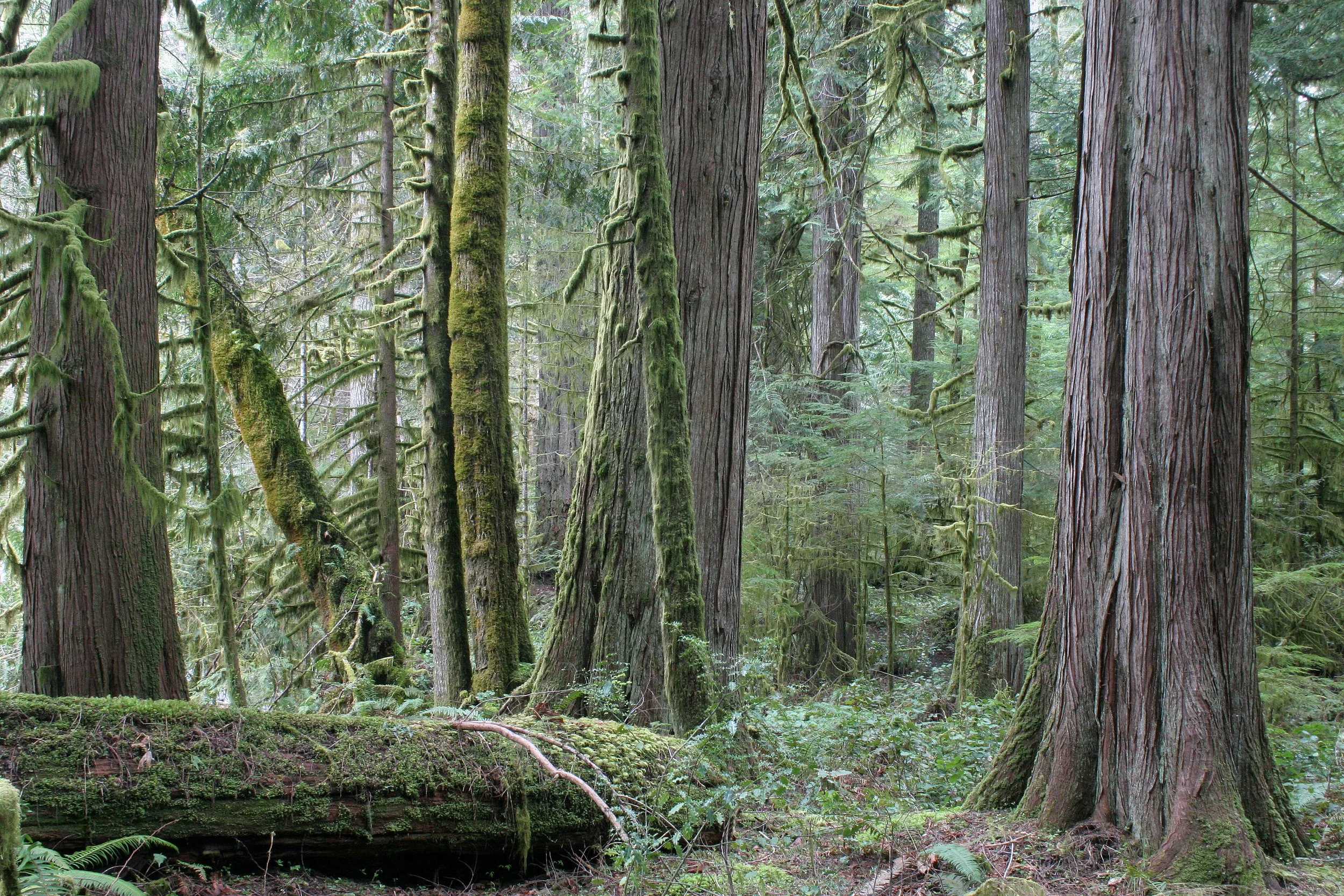 BARNES CREEK AND SURROUNDING FOREST (15).JPG