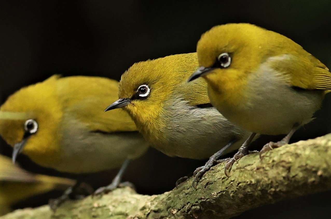 Indian White-eye (Zosterops palpebrosus) Doi Inthanon NP Chiang Mai (23).JPG
