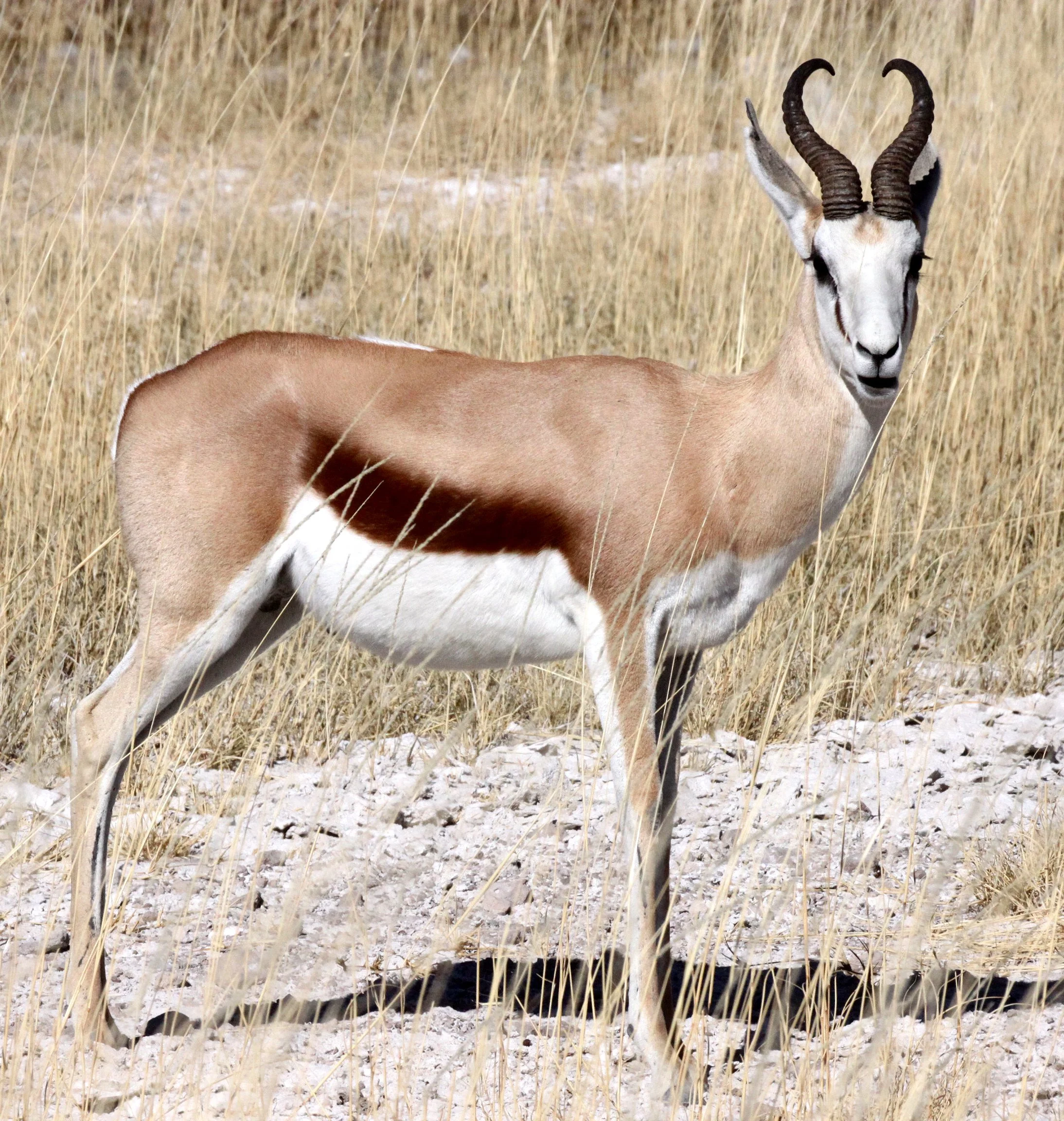 SPRINGBOK - ANGOLAN SPRINGBOK - Antidorcus angolensis - ETOSHA NATIONAL PARK NAMIBIA  (89).JPG