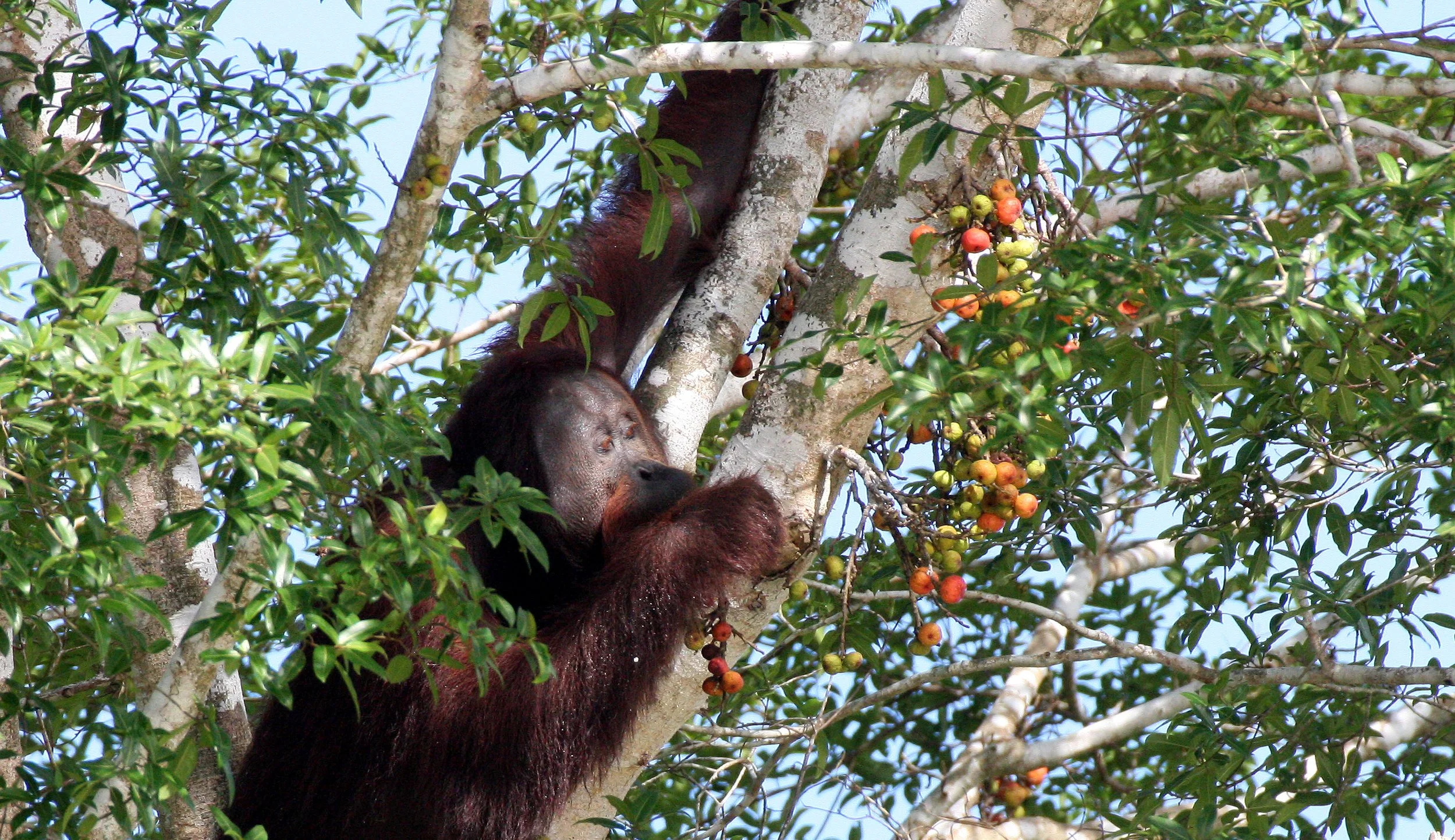 HOMINIDAE - Pongo pygmaeus morio - KINABATANGAN RIVER BORNEO (33).JPG