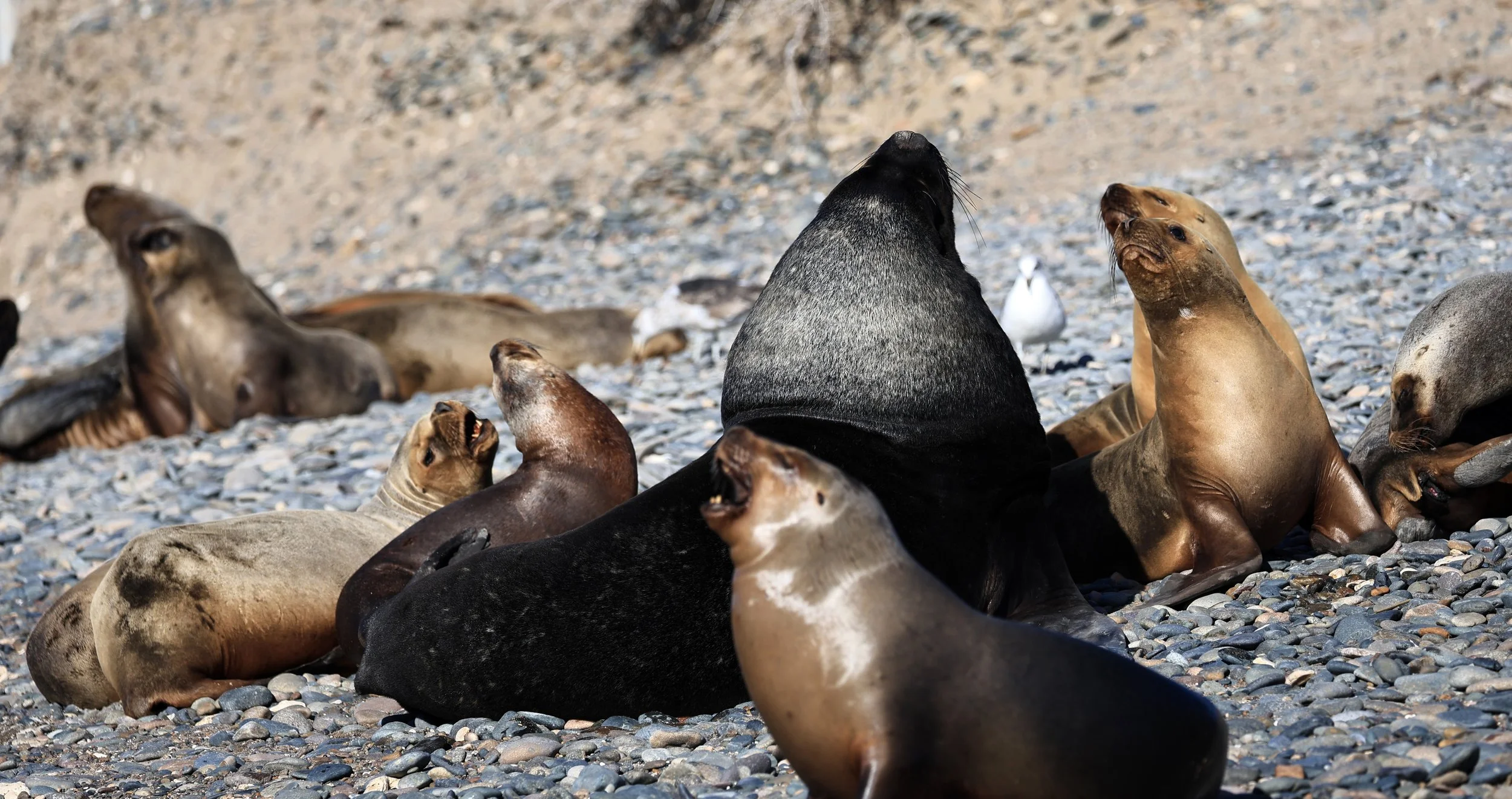 South American Sea Lion (Otaria flavescens) Puerto Rawson Argentina (63).jpg