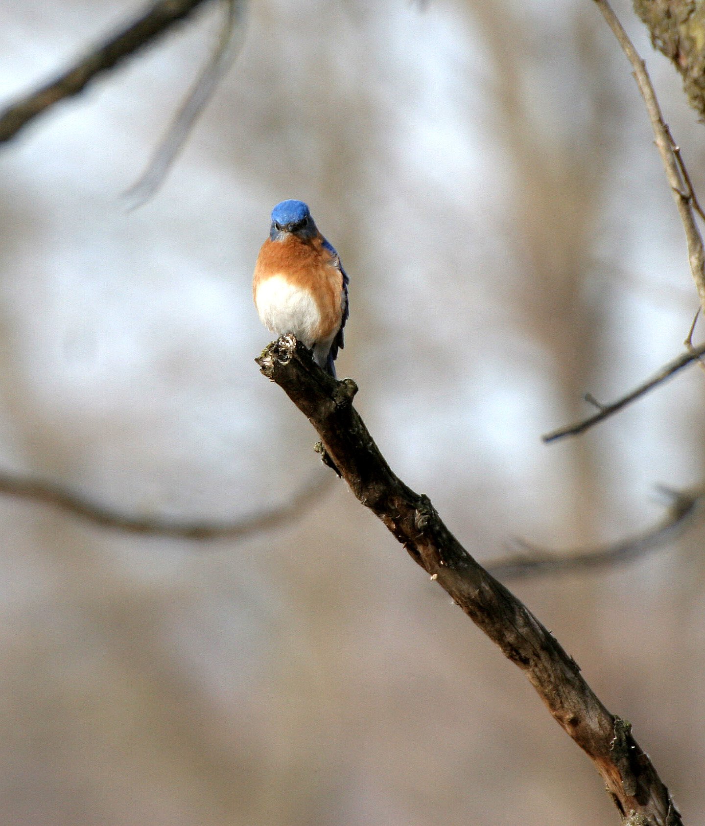Eastern Bluebird (Sialia sialis) Lincoln Marsh Wheaton Illinois (9).JPG