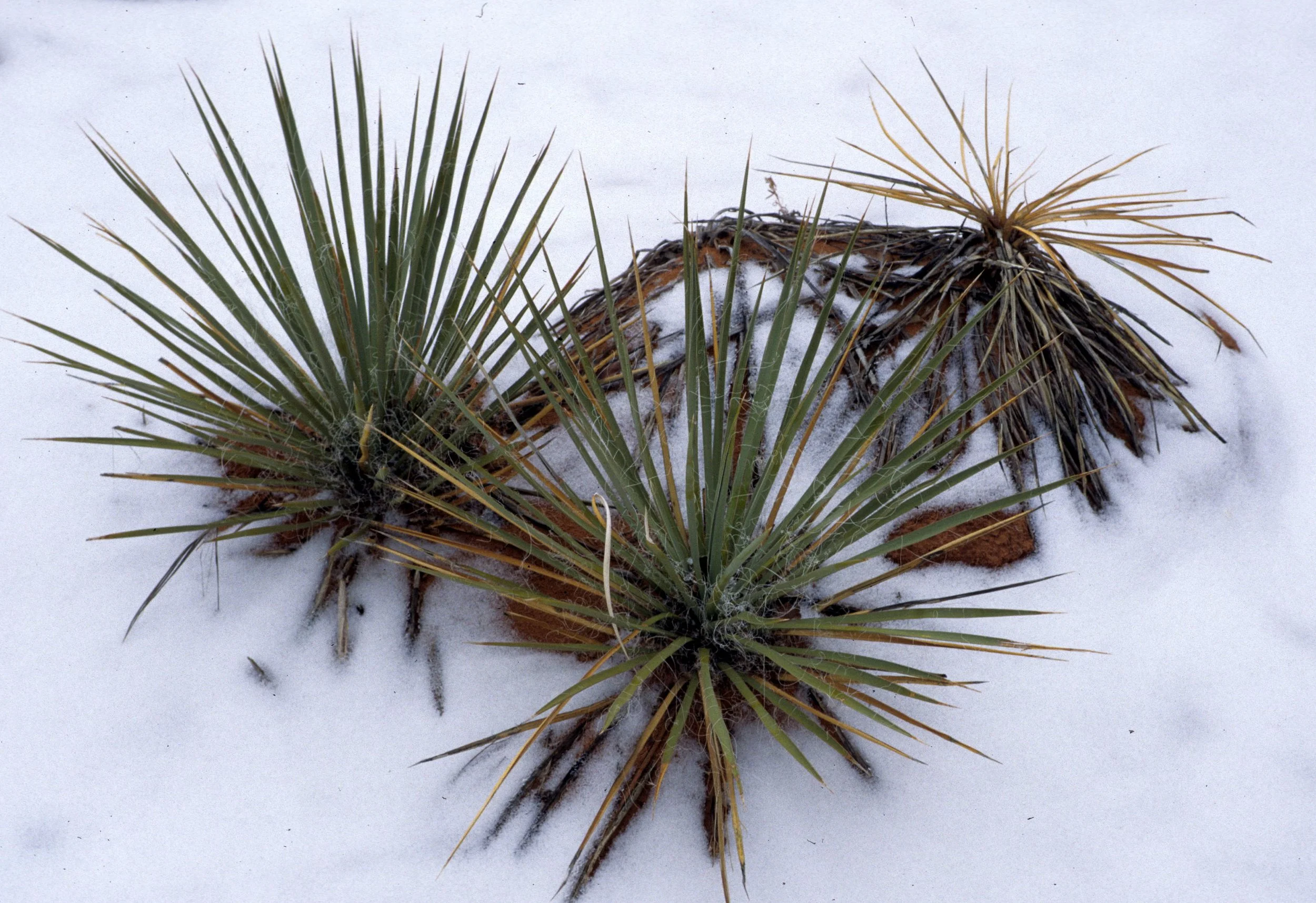 UTAH - ARCHES - YUCCA WHIPPLEI - WHIPPLE YUCCA.jpg
