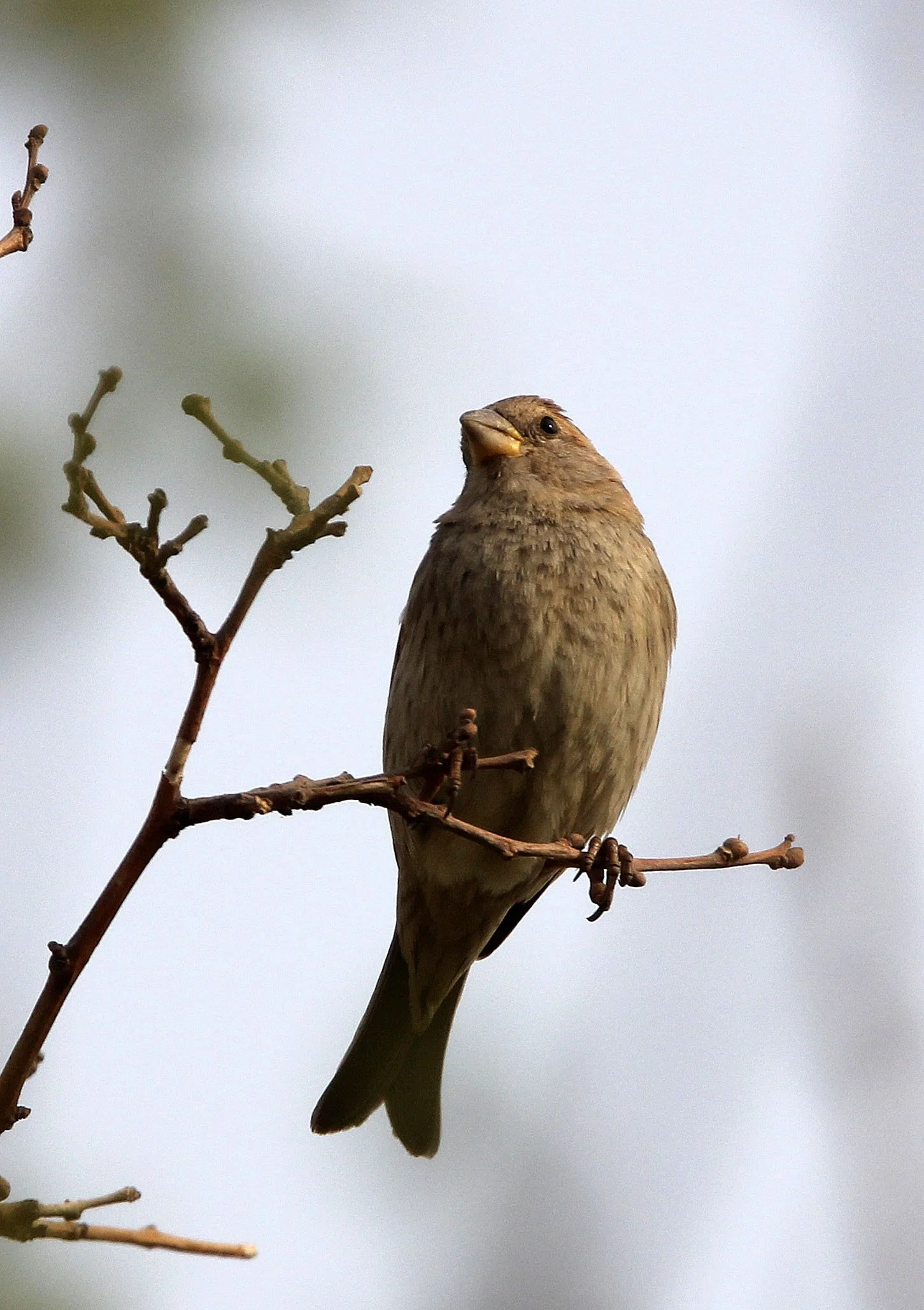 Spanish Sparrow (Passer hispaniolensis) Turpan Xinjiang China (19).JPG