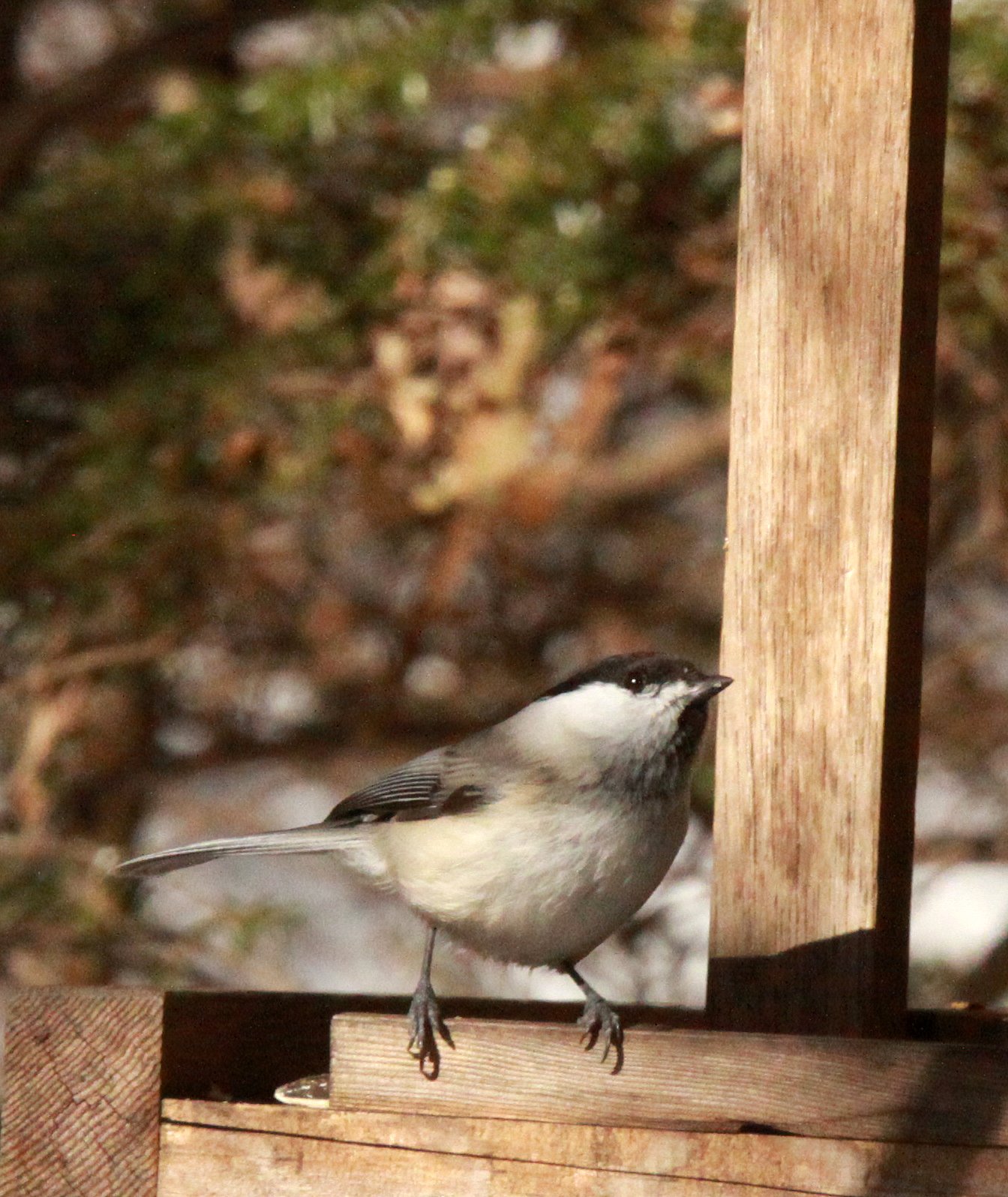 Willow Tit (Poecile montanus) Shiobutsu Onsen Karuizawa Japan (3).JPG