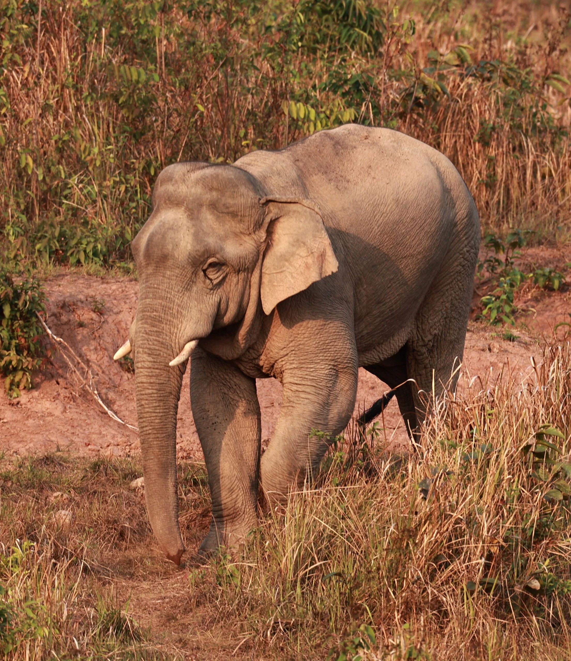 Asian Elephant (Elephas maximus) Khao Yai National Park, Thailand (22).jpg