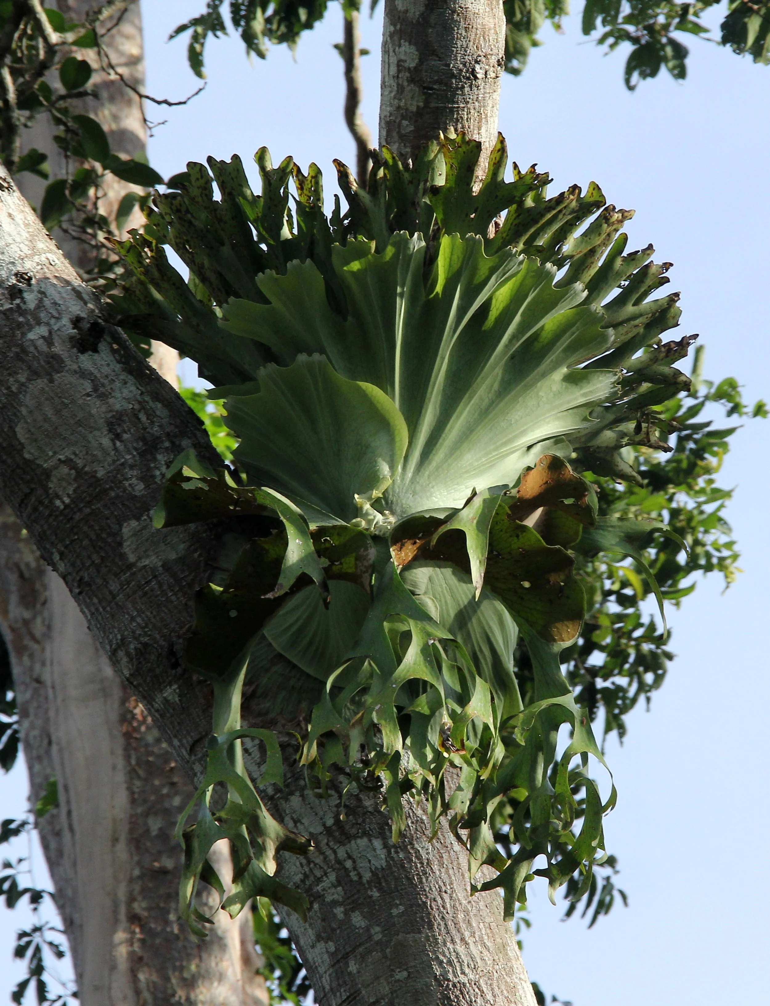 2017 Phu Khieo Wildlife Sanctuary  (4).JPG