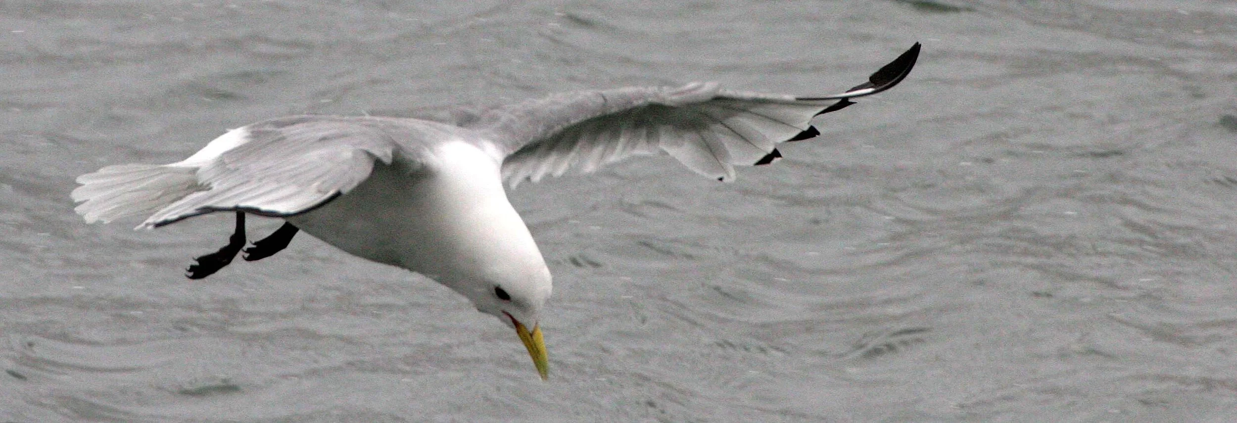 BIRD - KITTIWAKE - BLACK-LEGGED - SVALBARD (19).jpg