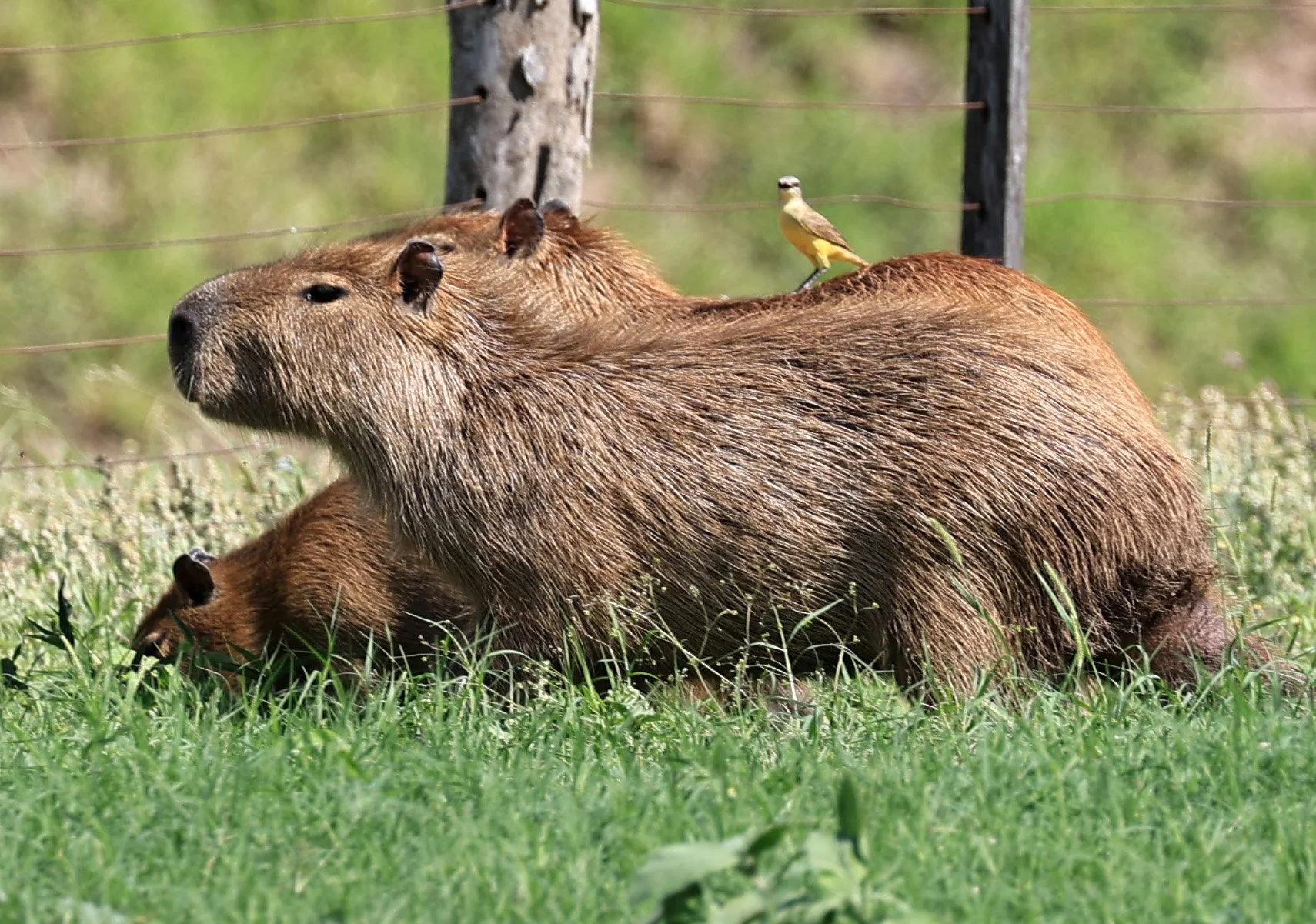 Capybara (Hydrochoerus hydrochaeris) Loma Plata Paraguay - Brunnen Strasse (12).jpg