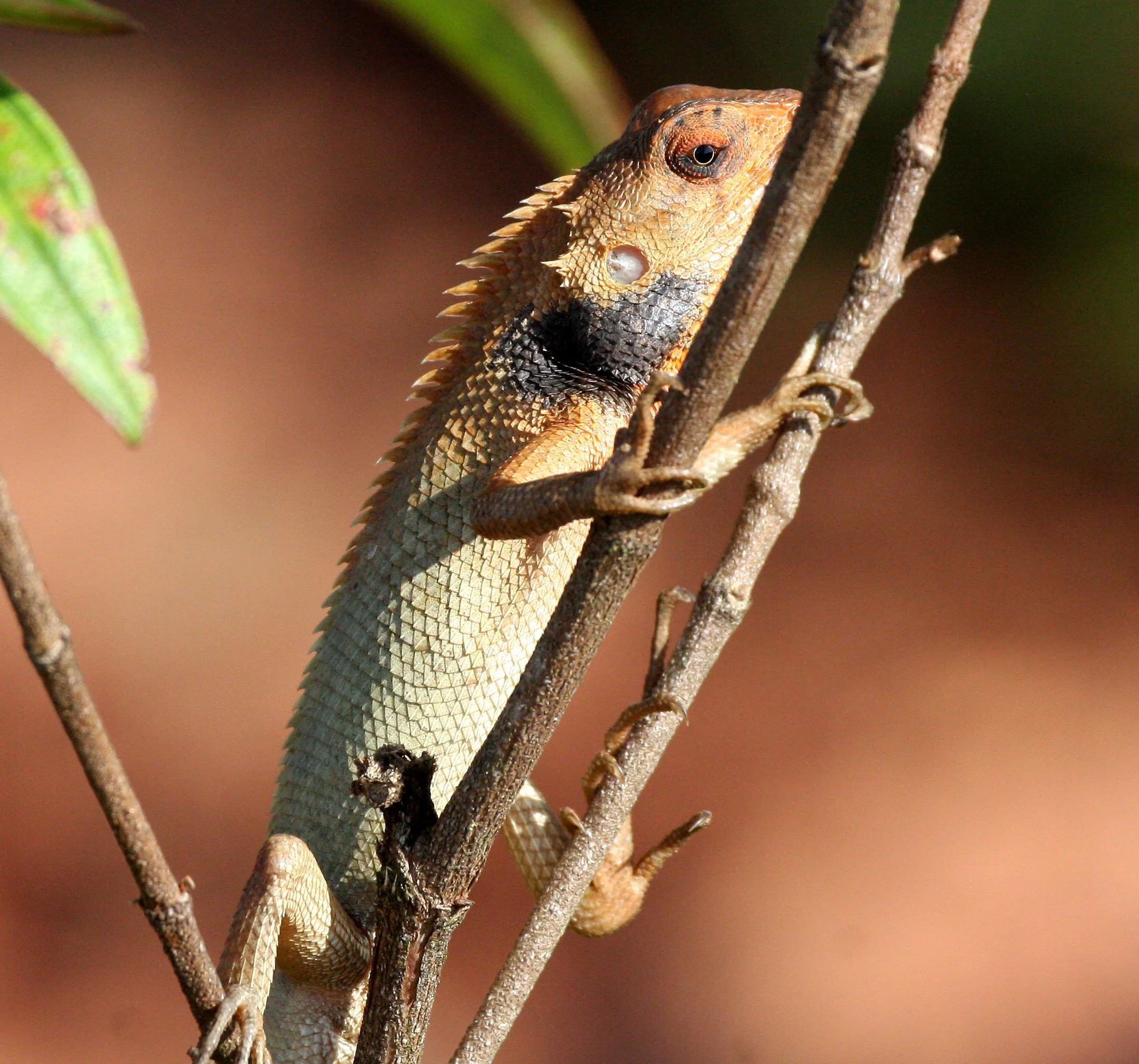 Oriental Garden Lizard (Calotes versicolor) Thailand