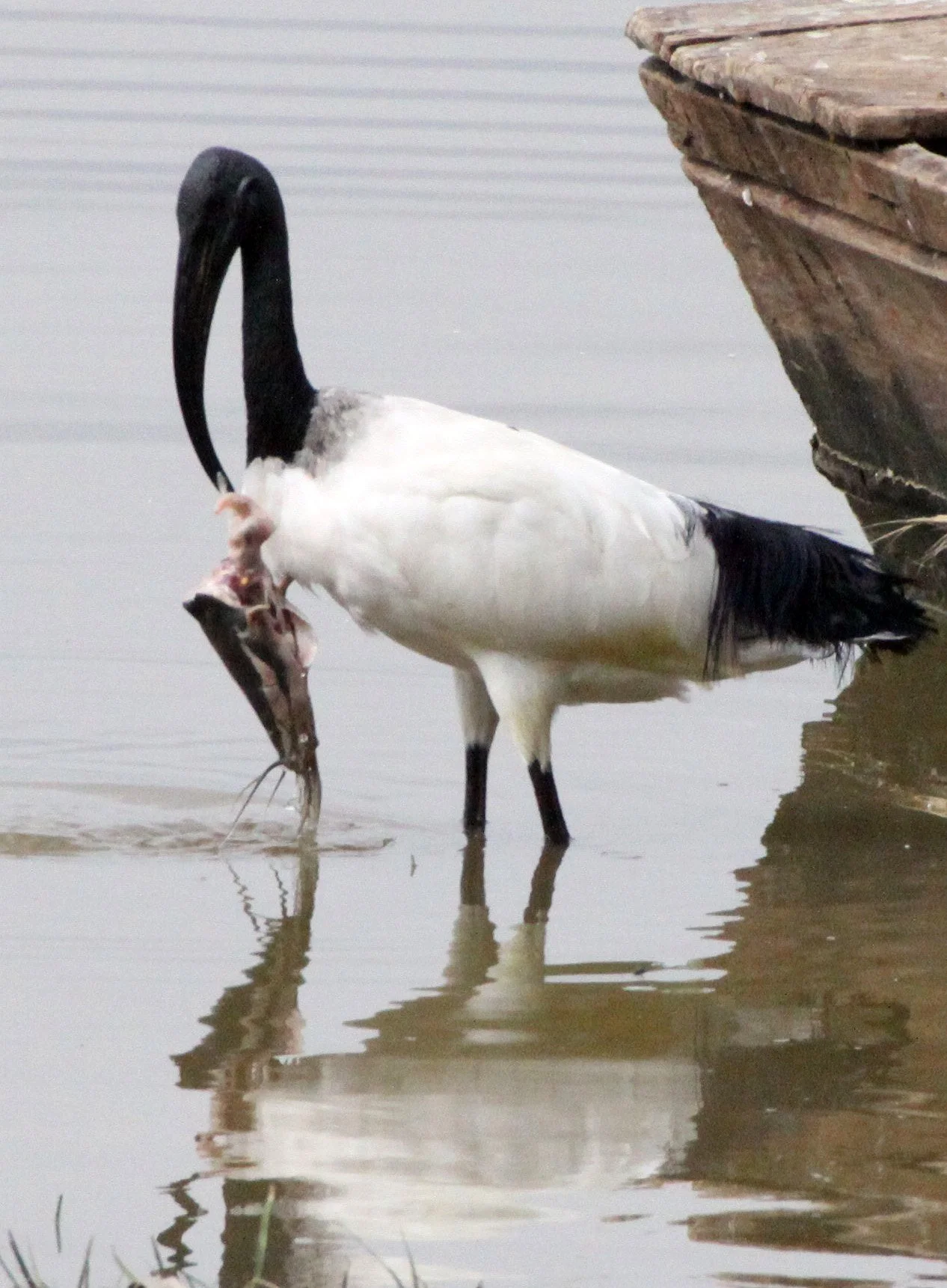 IBIS - AFRICAN SACRED IBIS - Threskiornis aethiopicus - ZIWAY LAKE ETHIOPIA (4).JPG