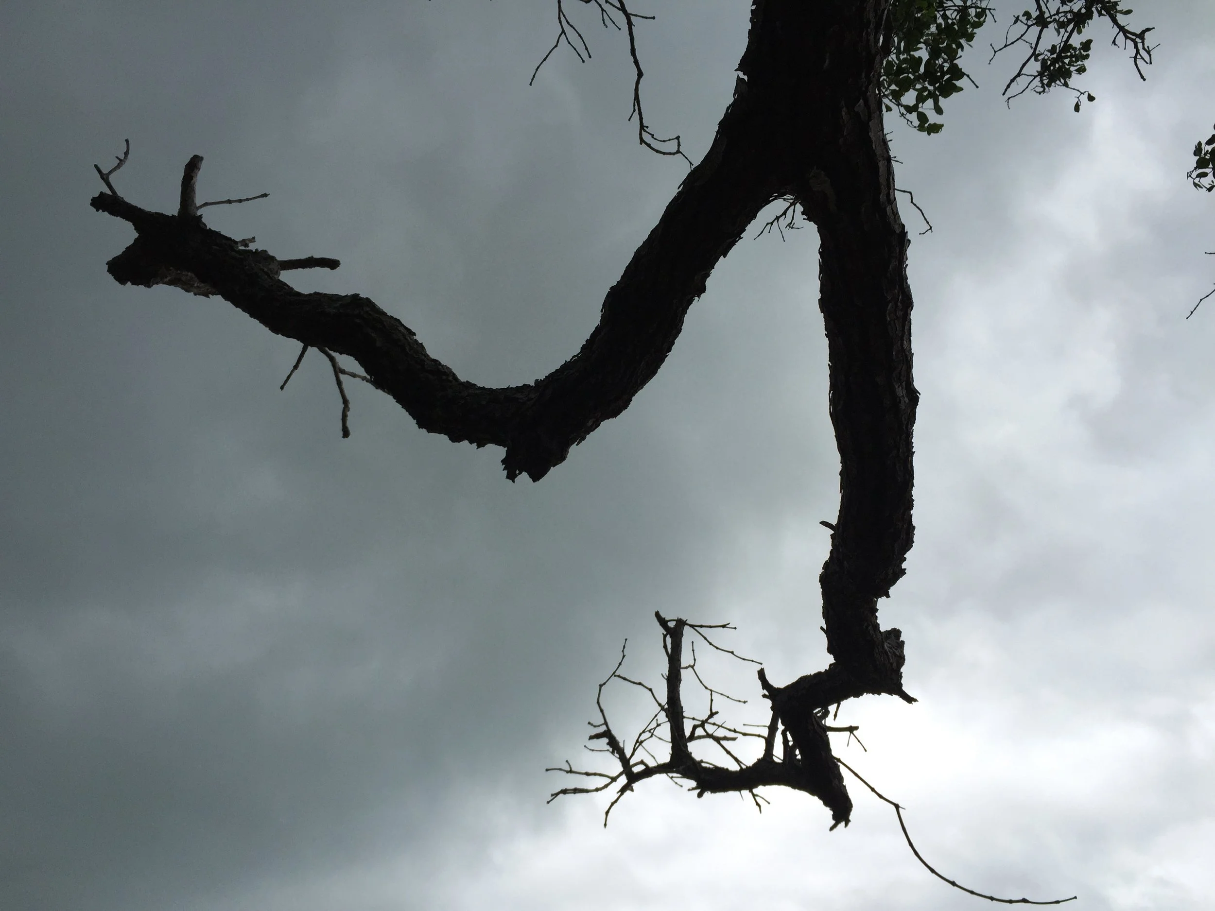 2015 Koh Lanta Garden & Nature (237).JPG