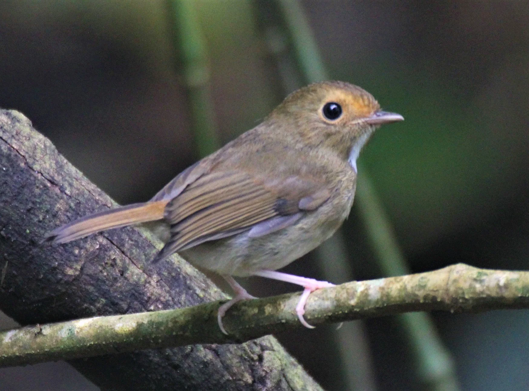 FLYCATCHER - RUFOUS-BROWED FLYCATCHER - Anthipes solitaris - CHONG YEN CAMPSITE MAE WONG NP (19).jpg