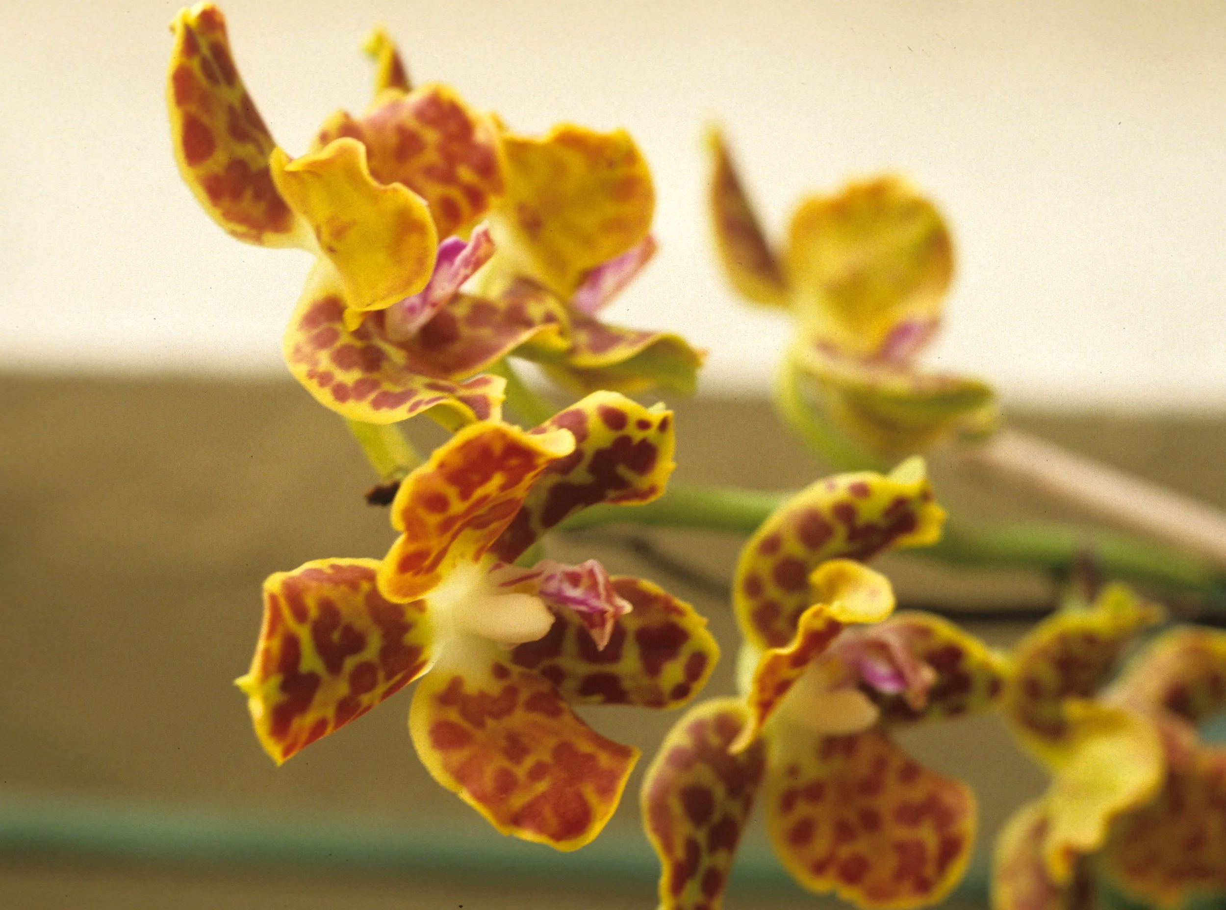 DALAT - ORCHID FARMS.jpg