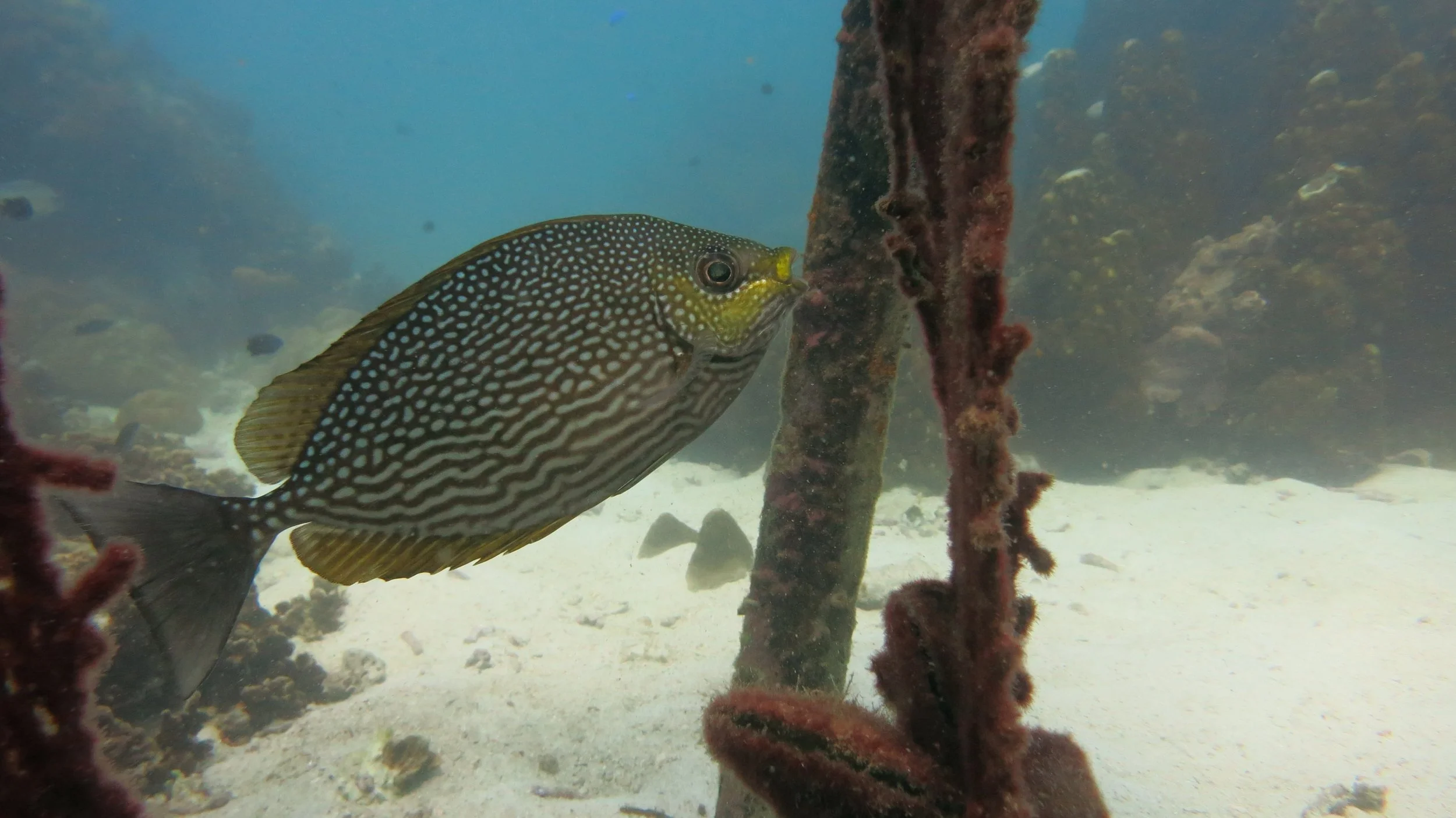 2016 BPS Satthahip Dive Trip with Marine Conservation Club (63).JPG