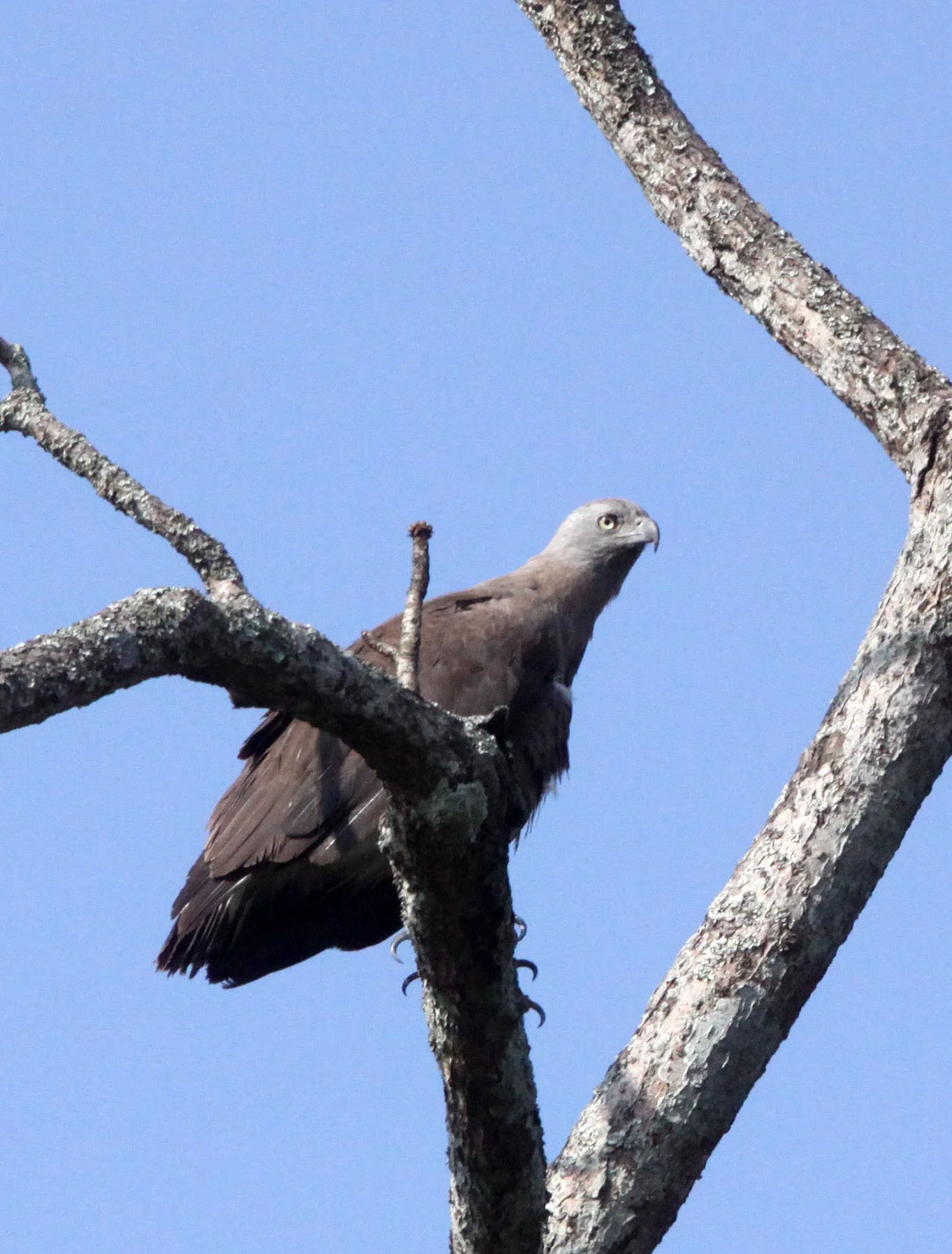 Haliaeetus ichthyaetus - GREY-HEADED FISH EAGLE - KAZIRANGA NATIONAL PARK ASSAM INDIA (17).JPG