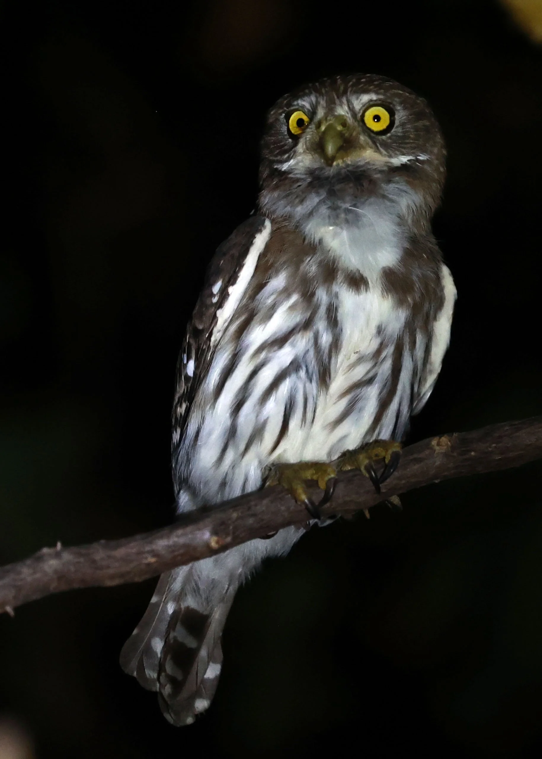 Owl - Ferruginous Pygmy Owl - Glaucidium brasilianum - Pousada Aguape - Fazenda São José Zona Rural, Aquidauana, Mato Grosso do Sul, Brazil (17).jpg