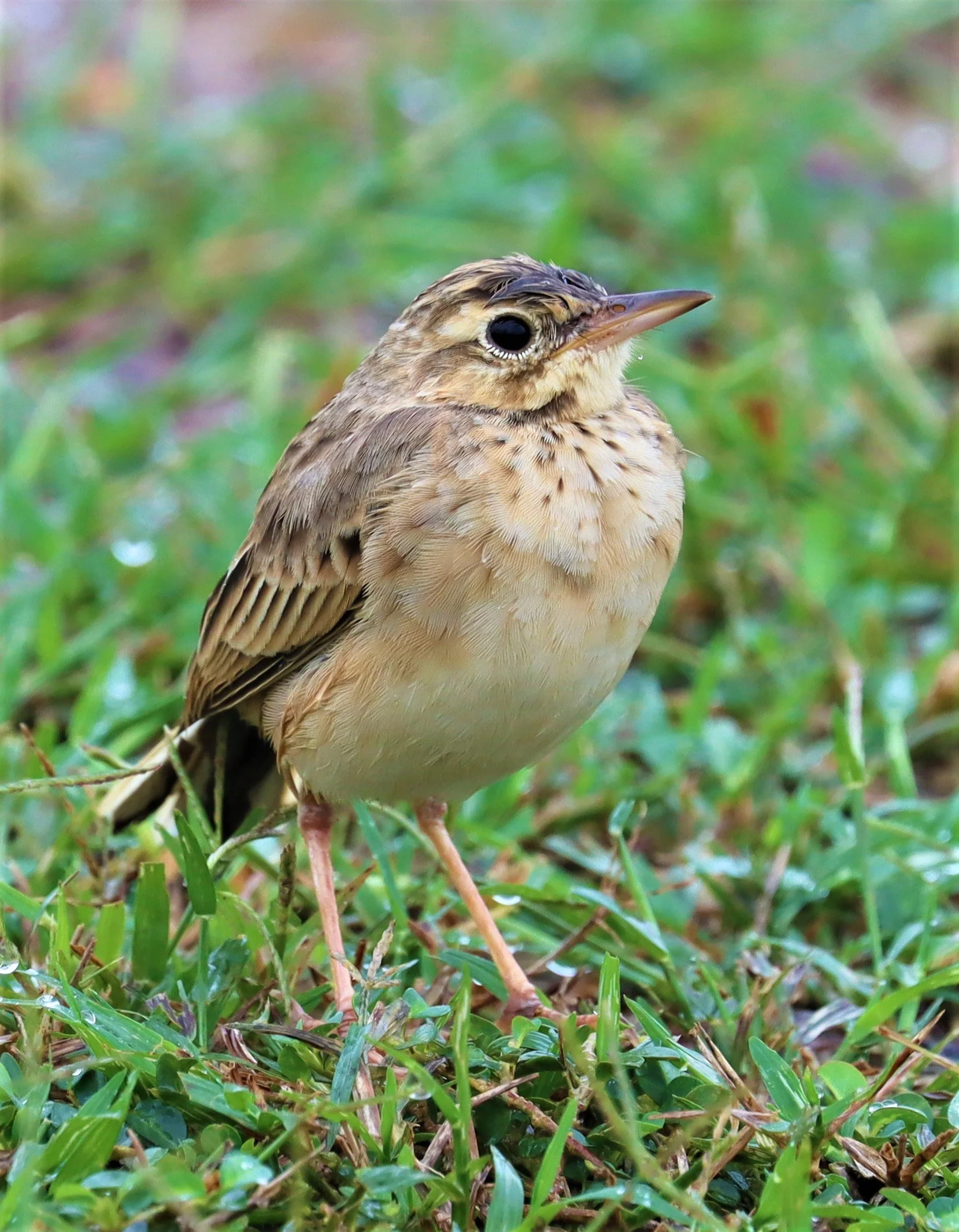 Paddyfield Pipit (Anthus rufulus) KAENG KRACHAN NP 26 OCT 2021 (6).jpg