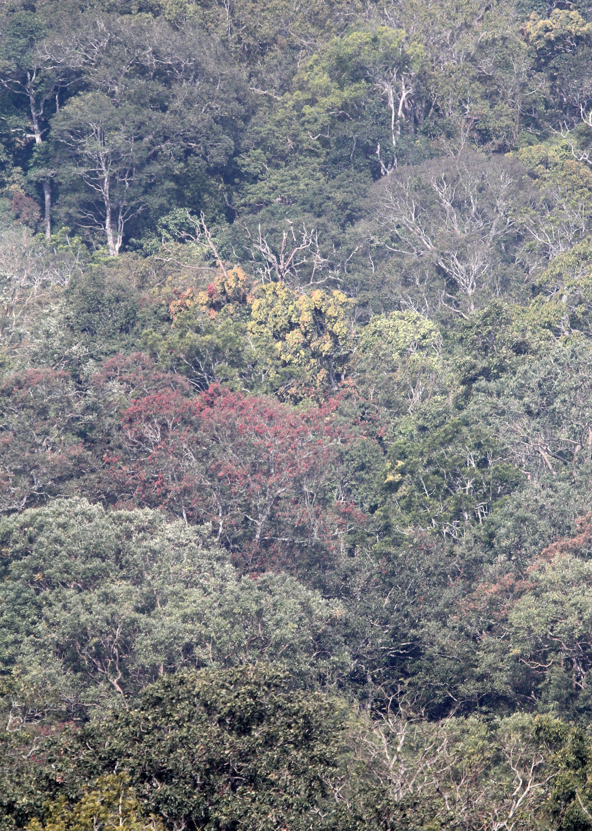 INDIRA GANDHI TOPSLIP NATIONAL PARK, TAMIL NADU INDIA (8).JPG