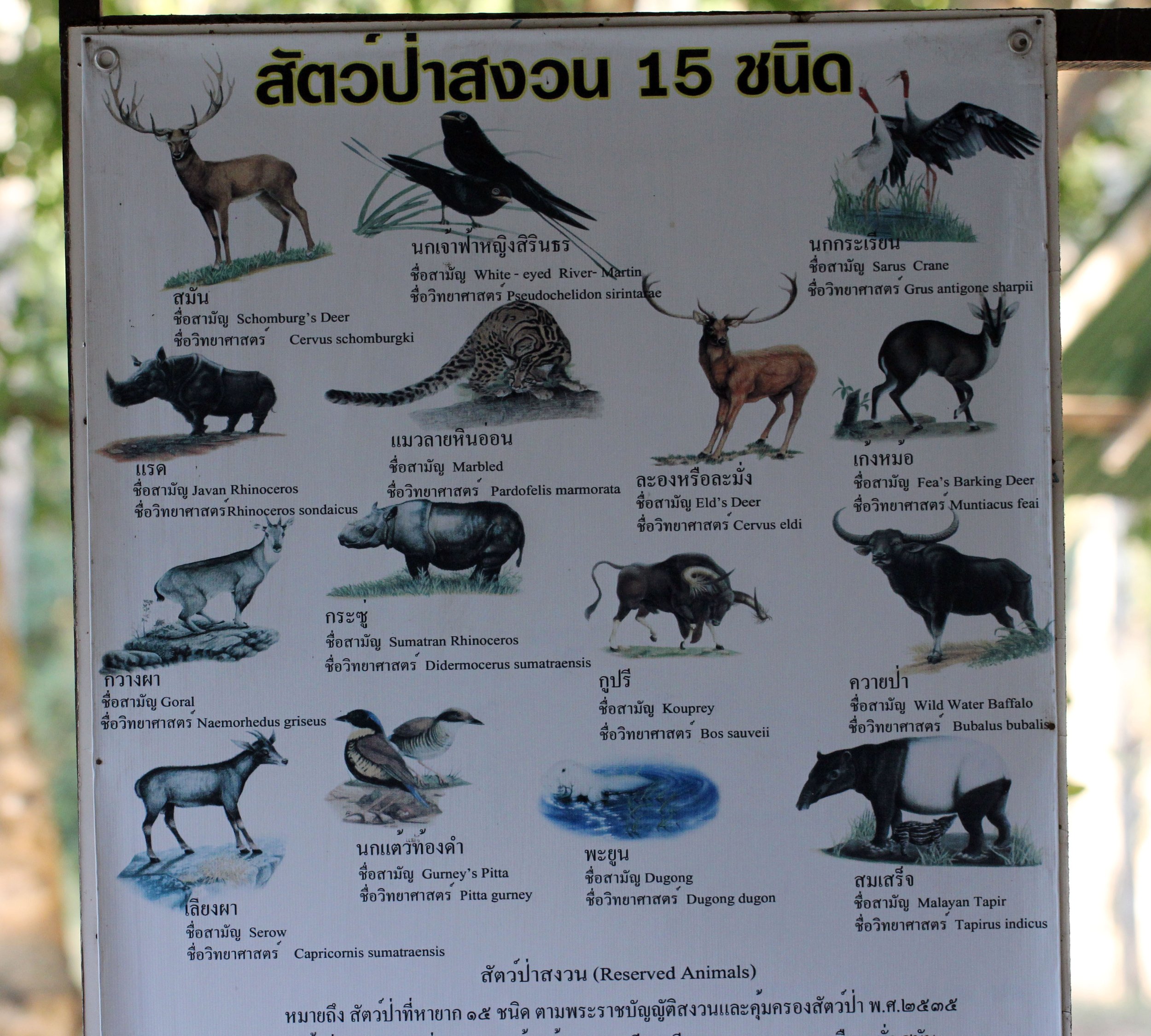 2014 Huai Kha Khaeng Bruce Kekule Trip (91).JPG