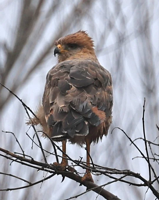 Savanna Hawk (Buteogallus meridionalis) El Palmar NP Argentina