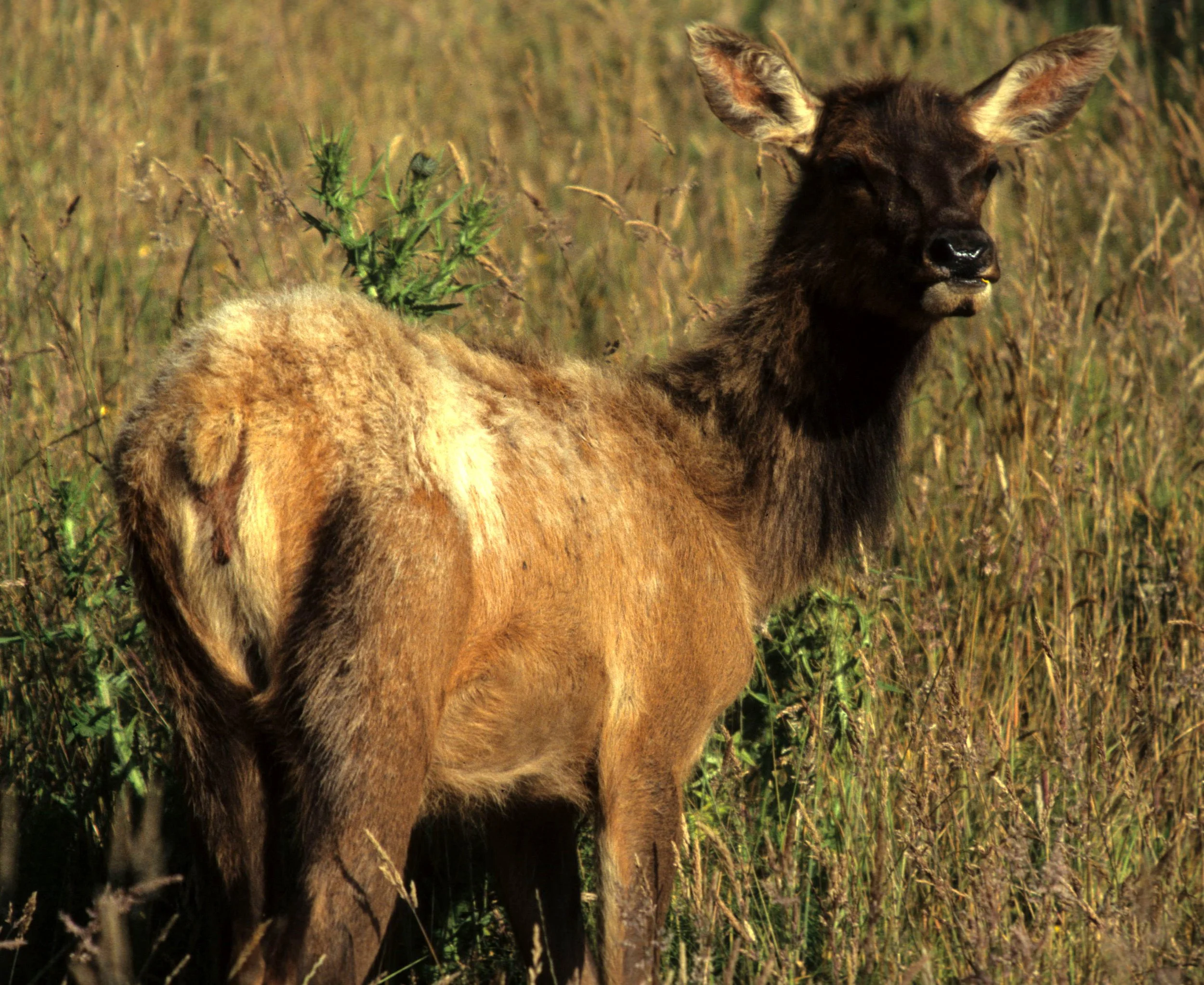 CERVID - ELK - ROOSEVELT - OP C.jpg