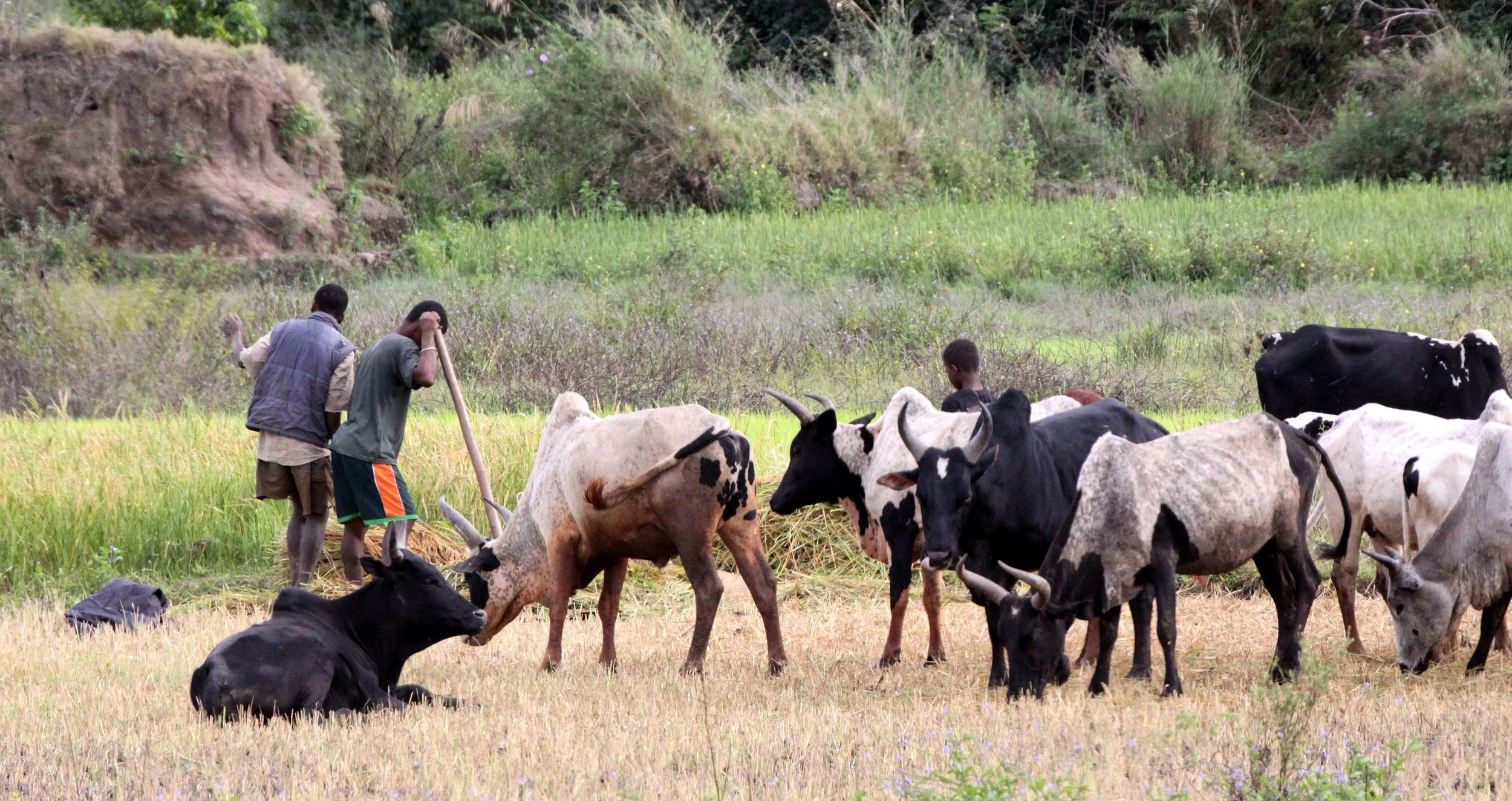 BERENTY MADAGASCAR - ANTANDROY - VILLAGERS.JPG