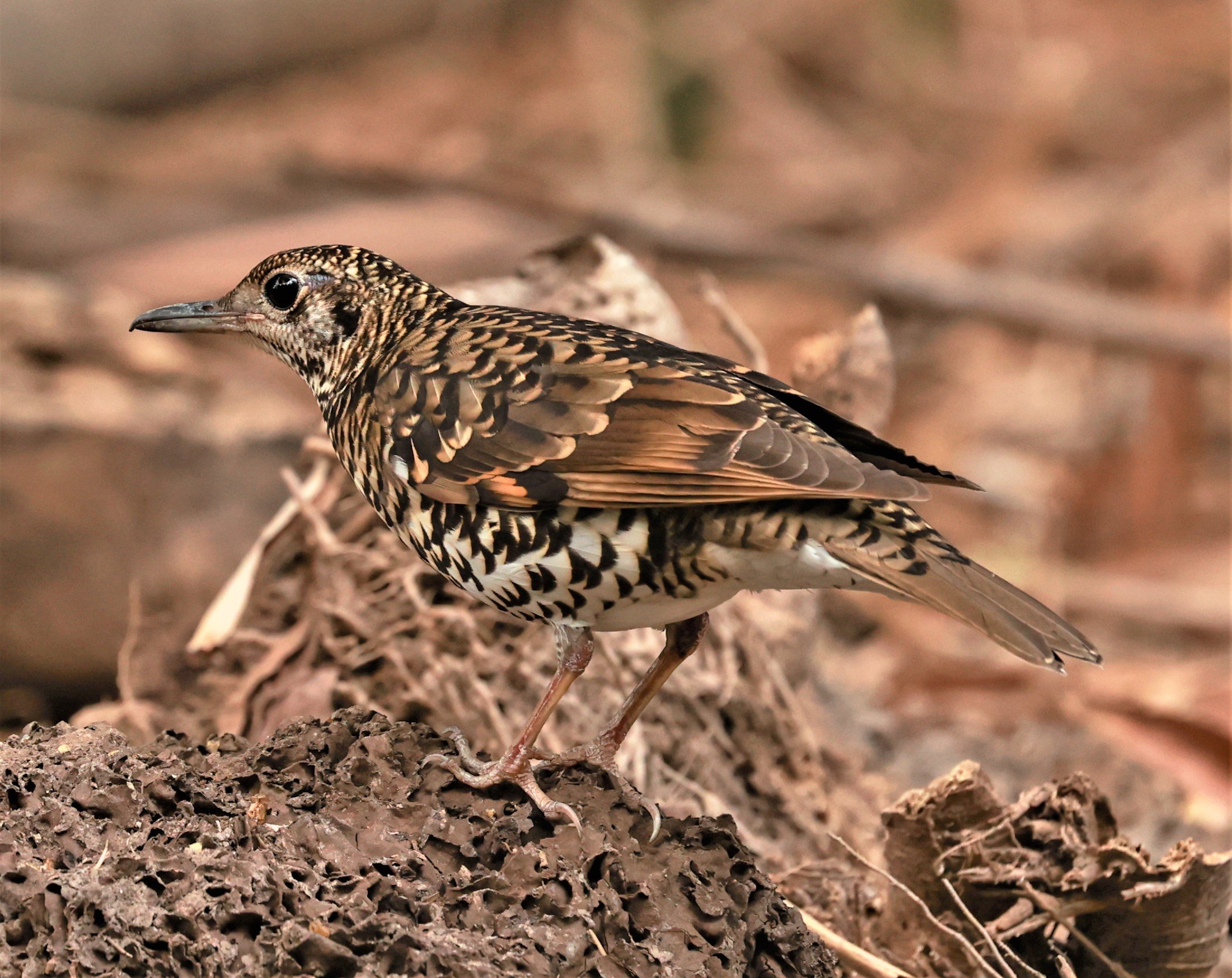 White's Thrush (Zoothera aurea) Putthamonthon Park Nakhon Pathom Thailand (23).jpg